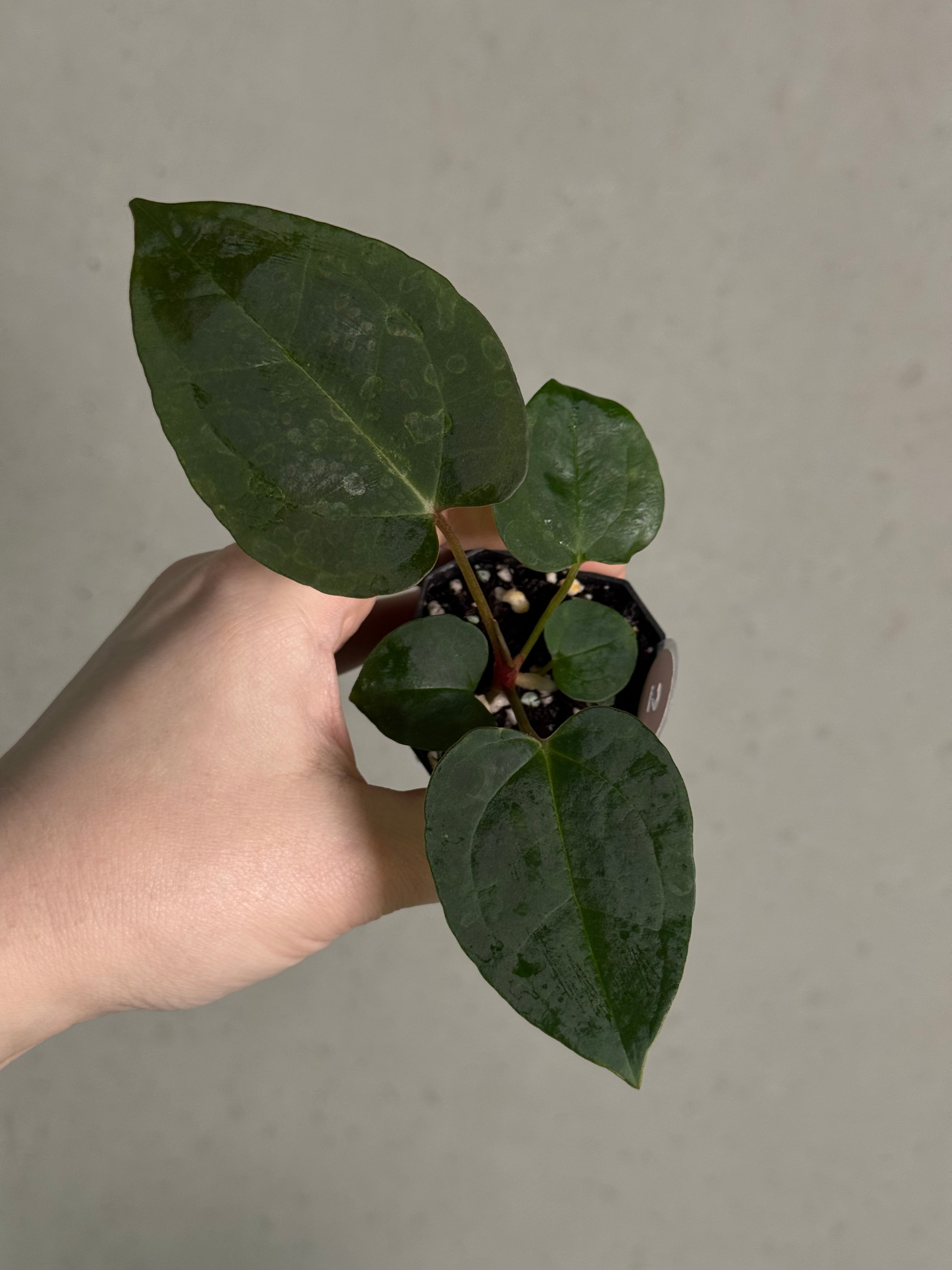 Anthurium (Goliath x Dark Phoenix) x Michelle - SMUKHI