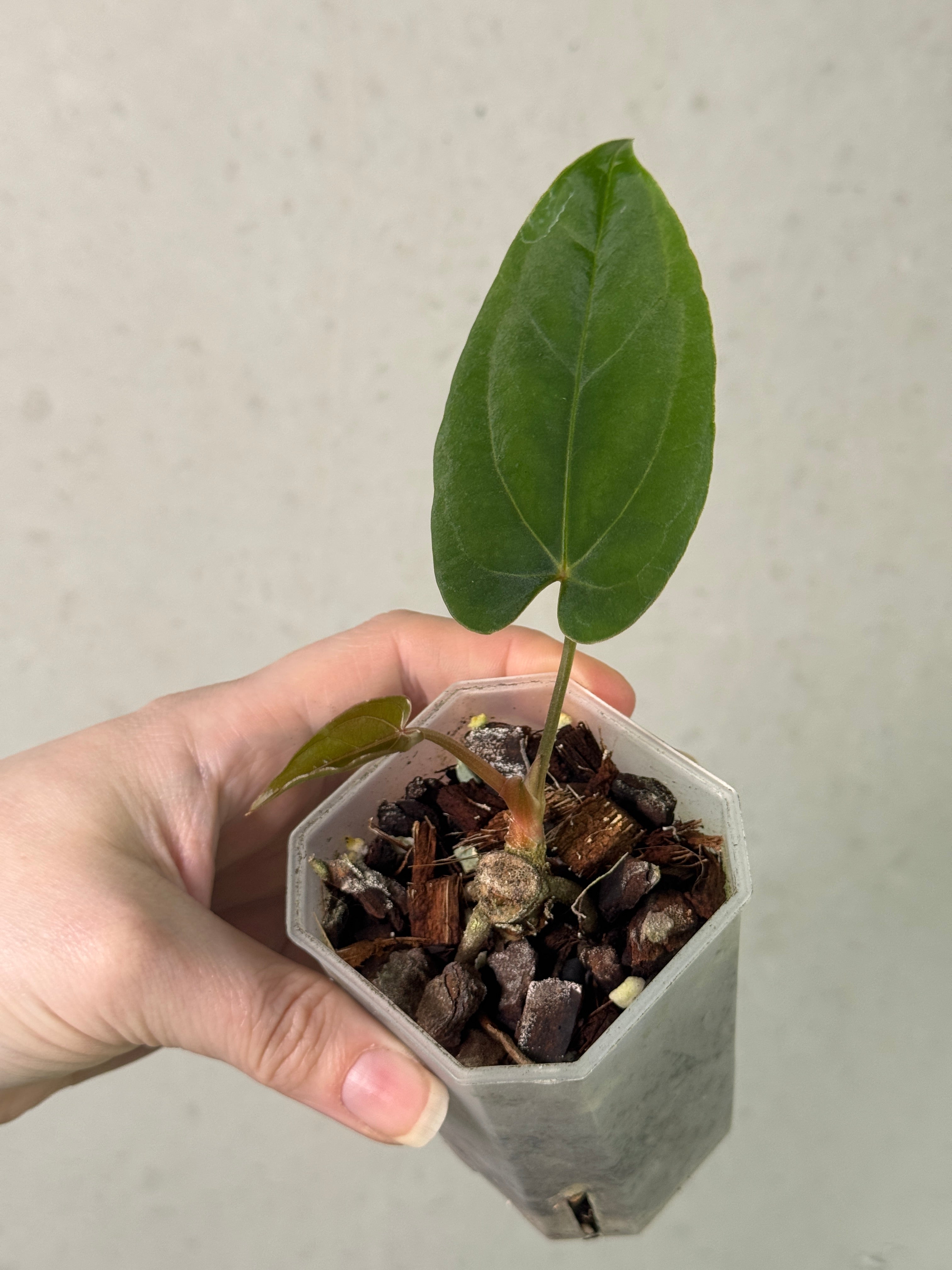 Anthurium Portillae NSE x Dressleri NSE - Clone