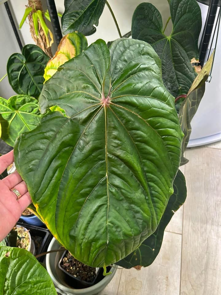 Anthurium Circus Peanuts