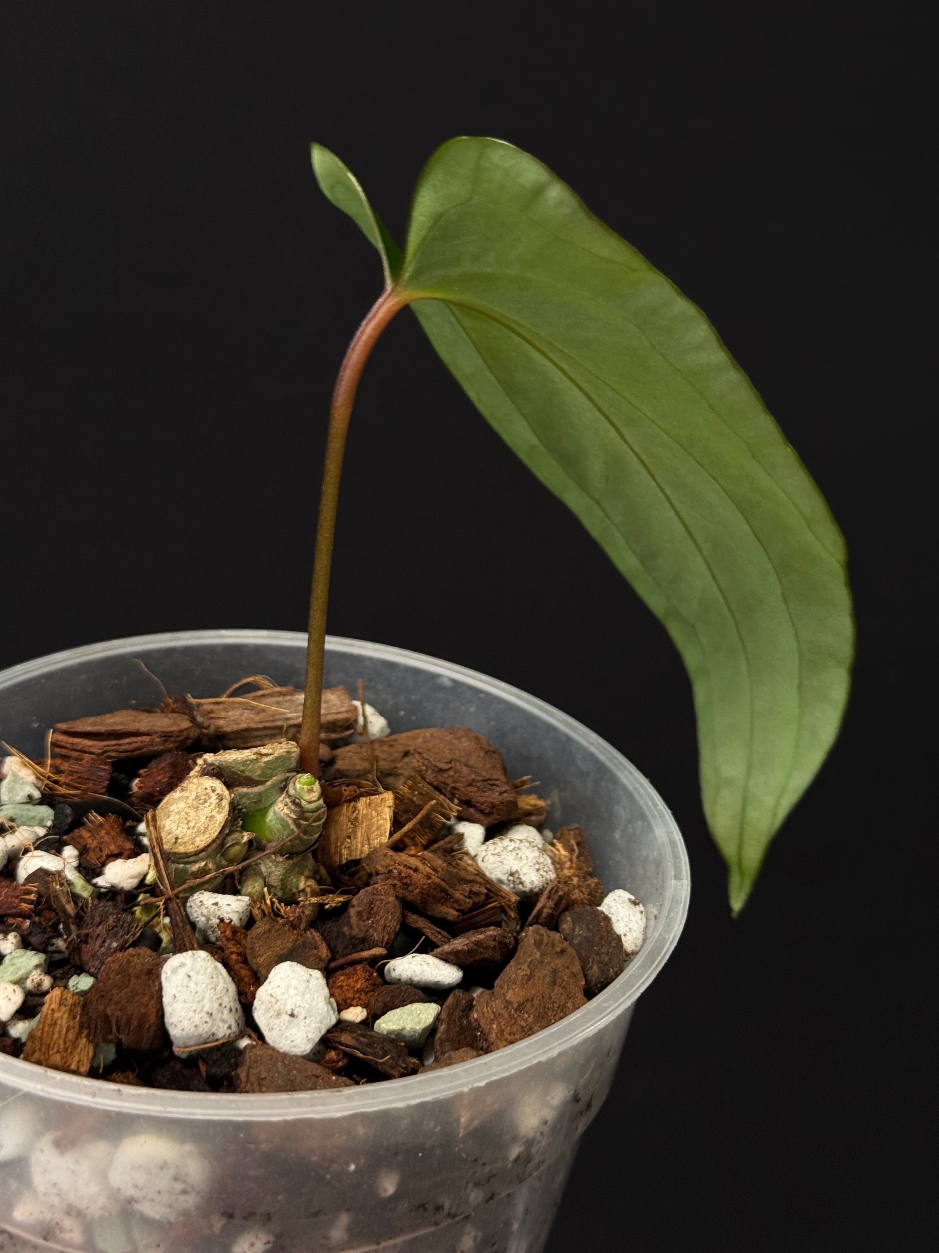 Anthurium Pinkleyi - Cutting