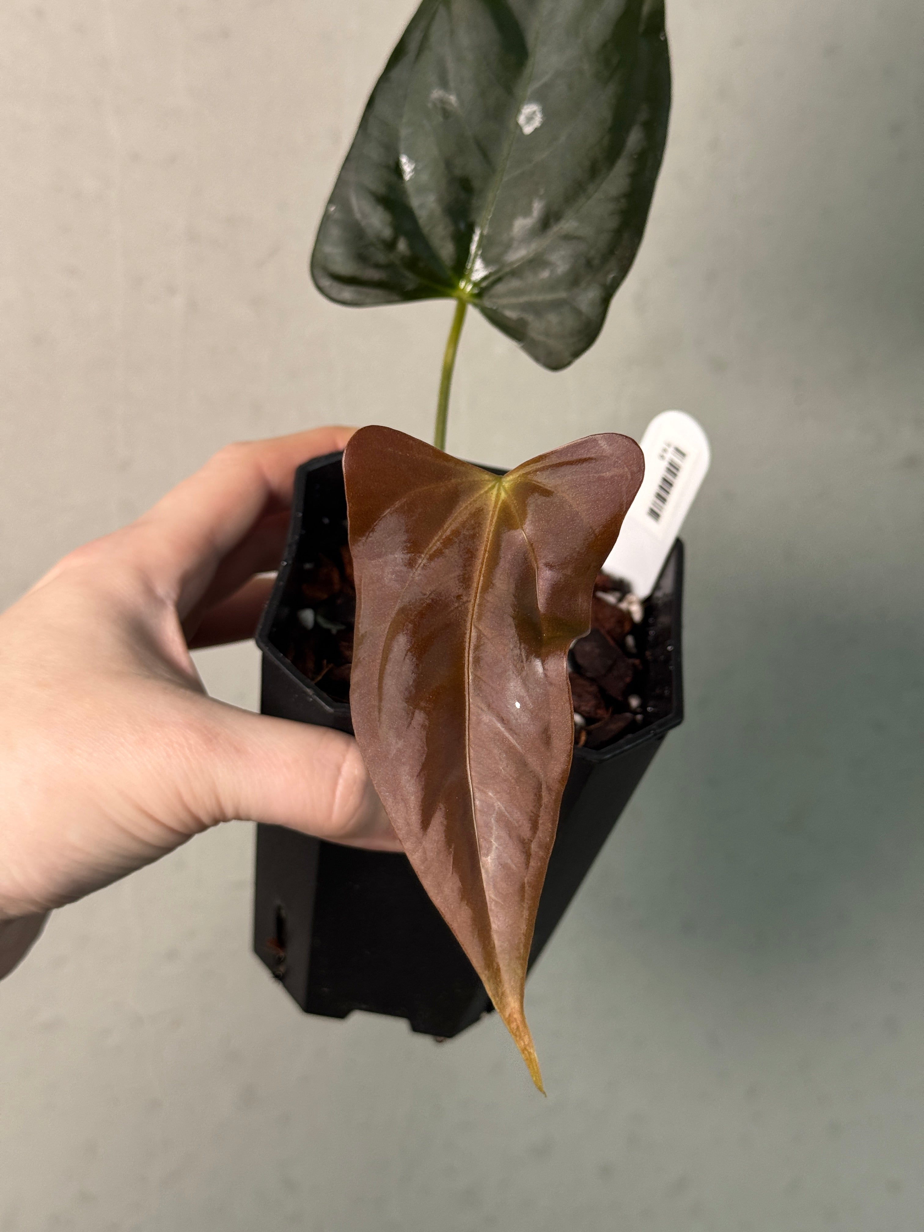 Anthurium (Subsignatum x Papillilaminum 'Marie') x FSxRL 'Grim