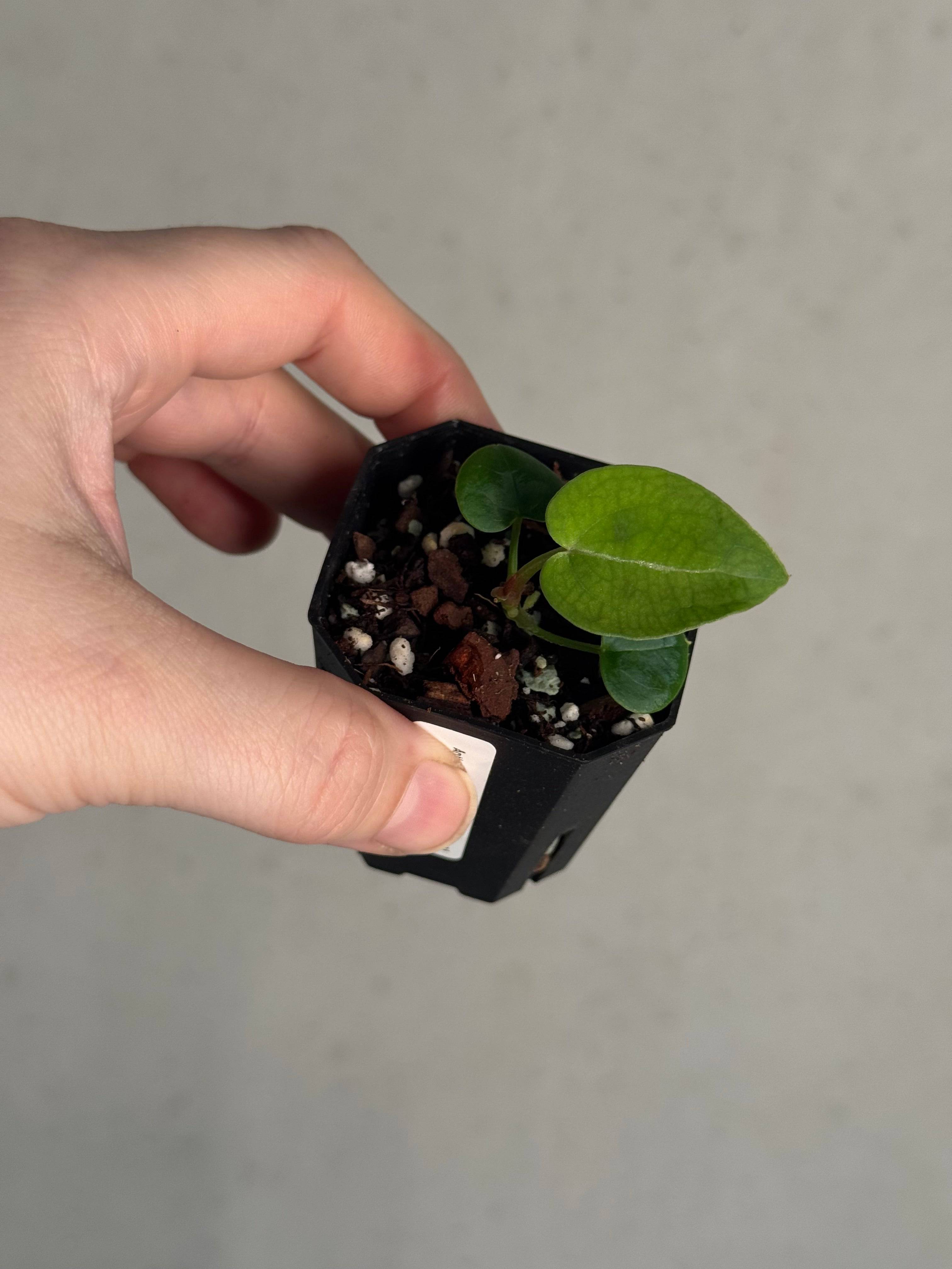 Anthurium ('Red Spider' x Forgetii) x (Black Widow x Red Velvet Cake) - SMUKHI