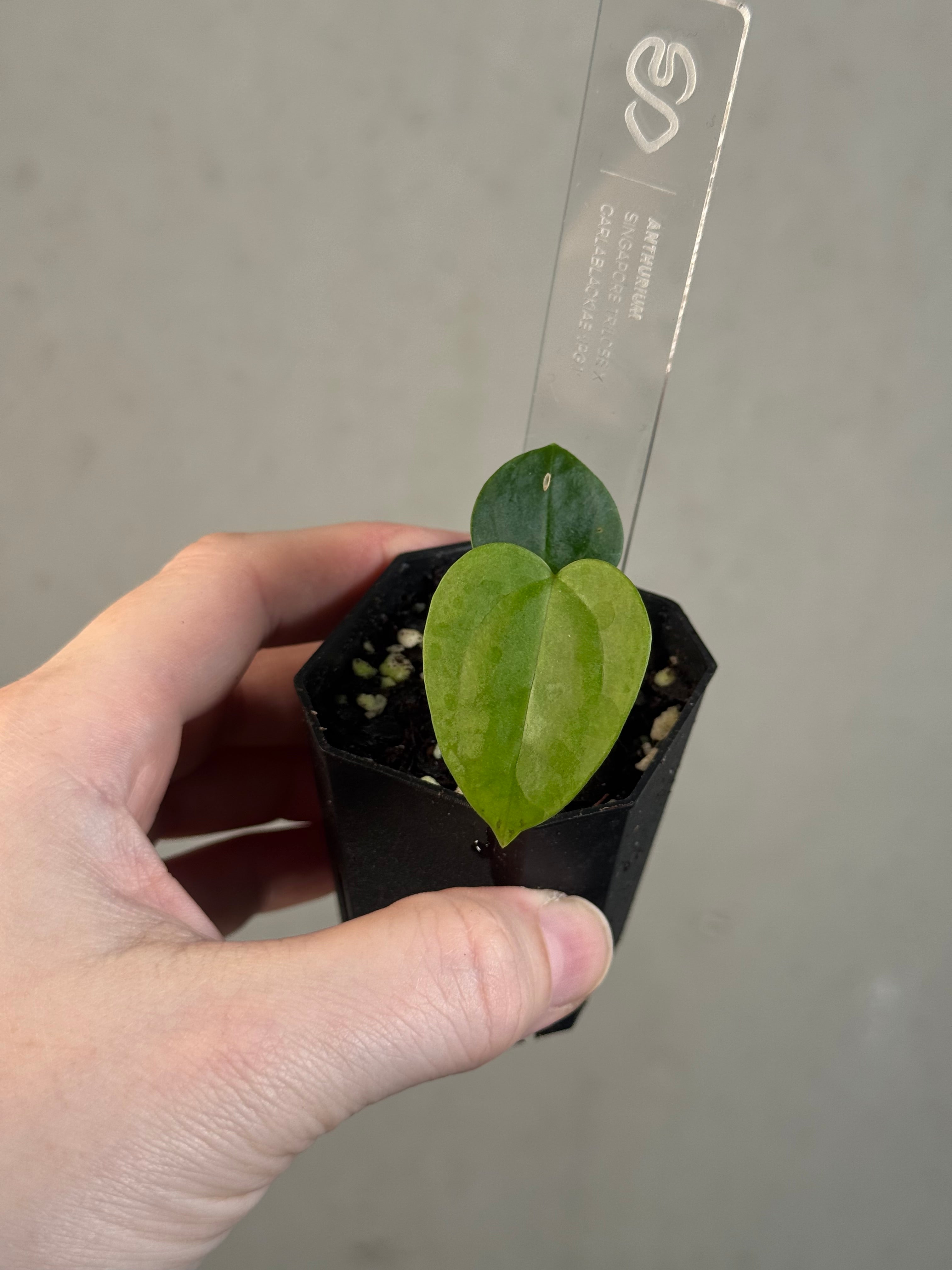 Anthurium Singapore Trilobe x Carlablackiae ‘JPG.1’
