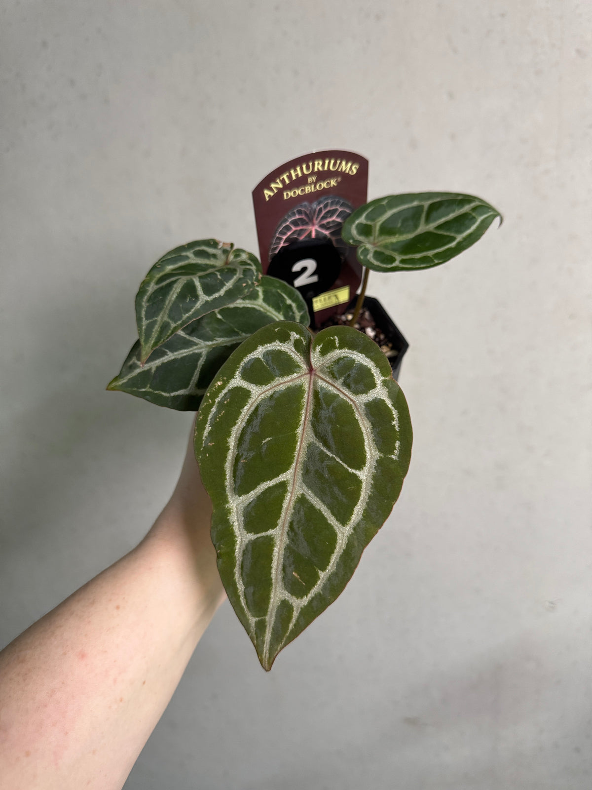 Healthy Anthurium Michelle plant with glossy green leaves and vibrant red flowers, from DocBlock.