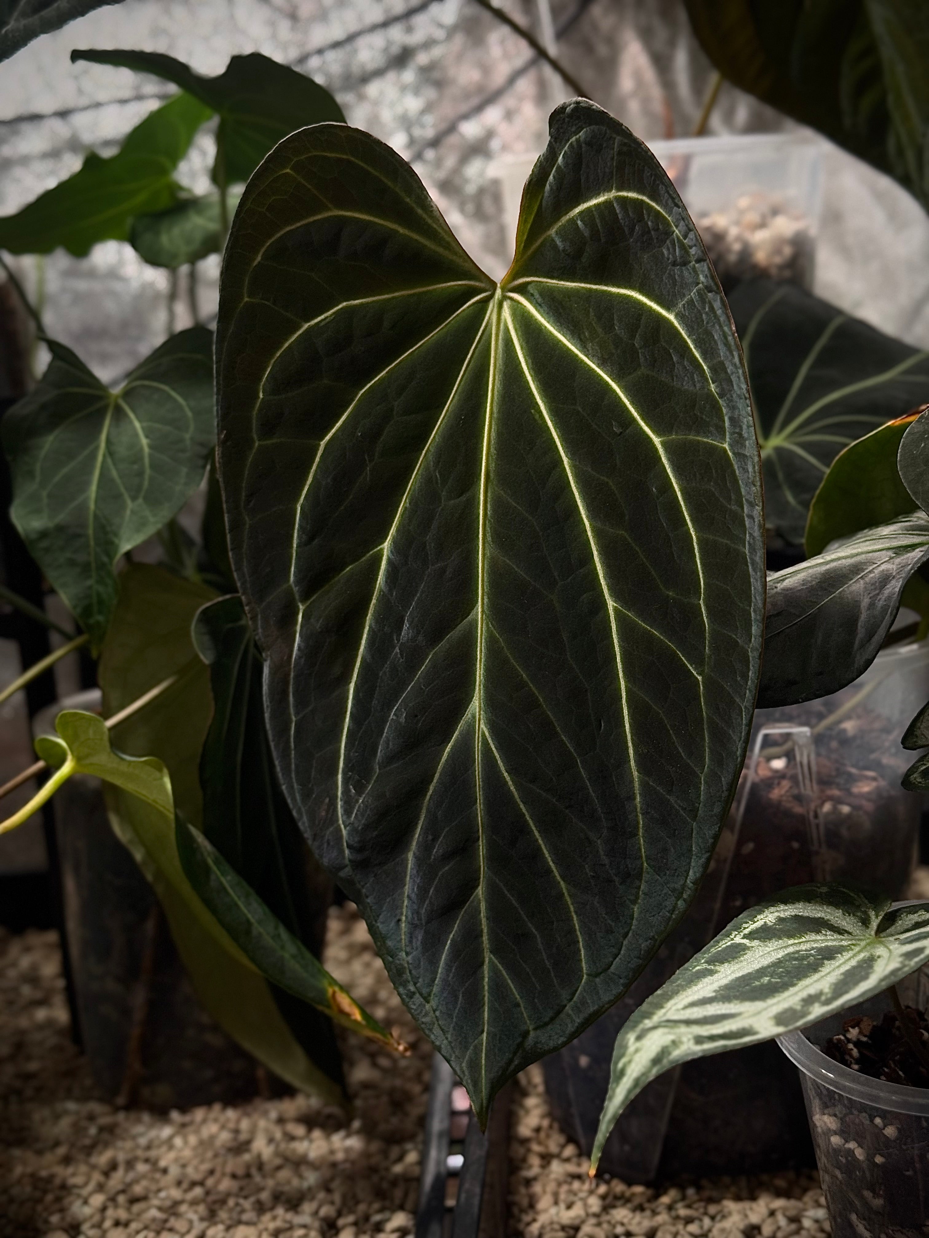 Anthurium DocBlock Black Widow '13' x '43' #3 - Clone - Pre-order - SMUKHI