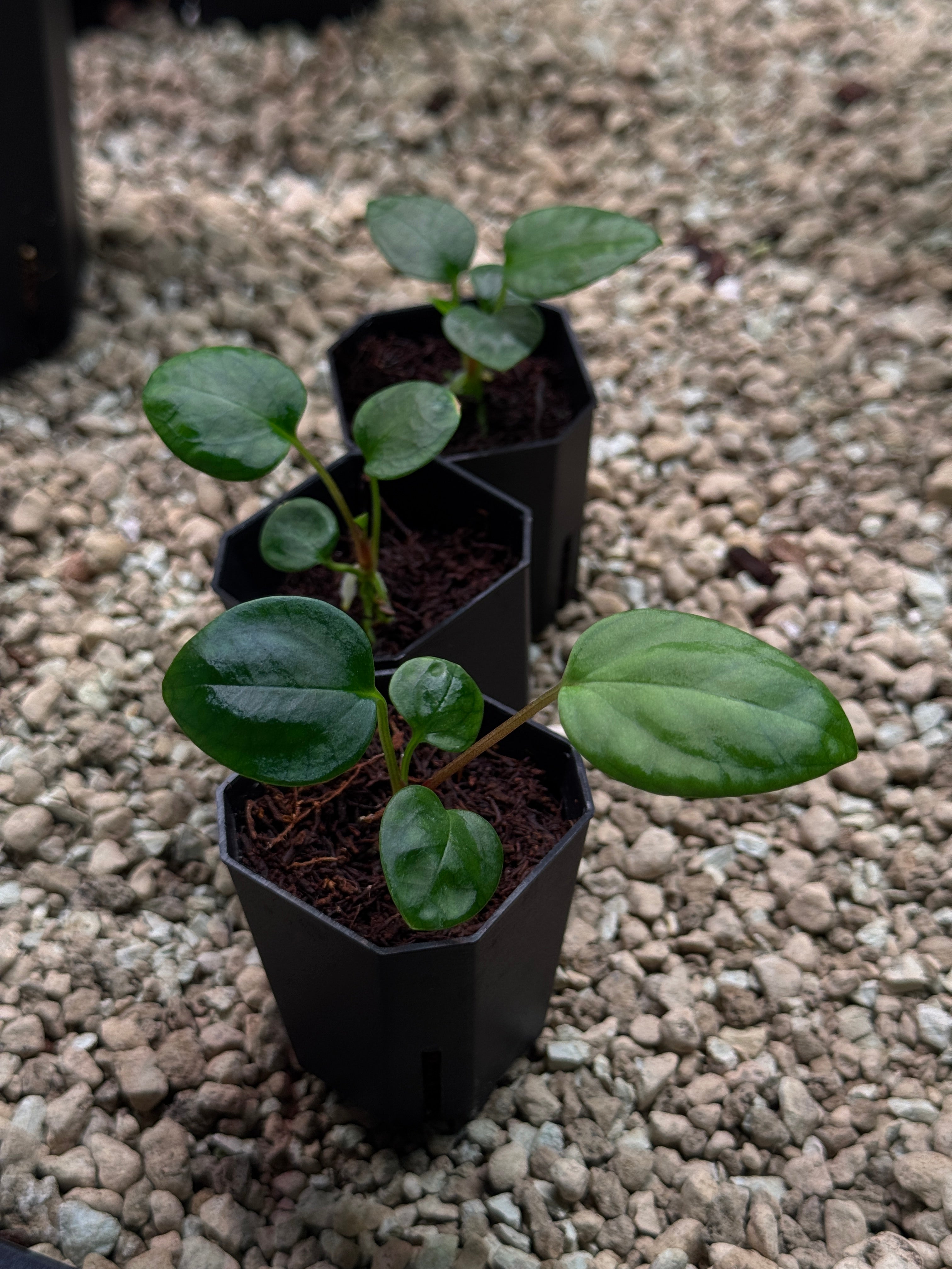 Anthurium Mr. Worldwide x Portillae ‘Dorito’