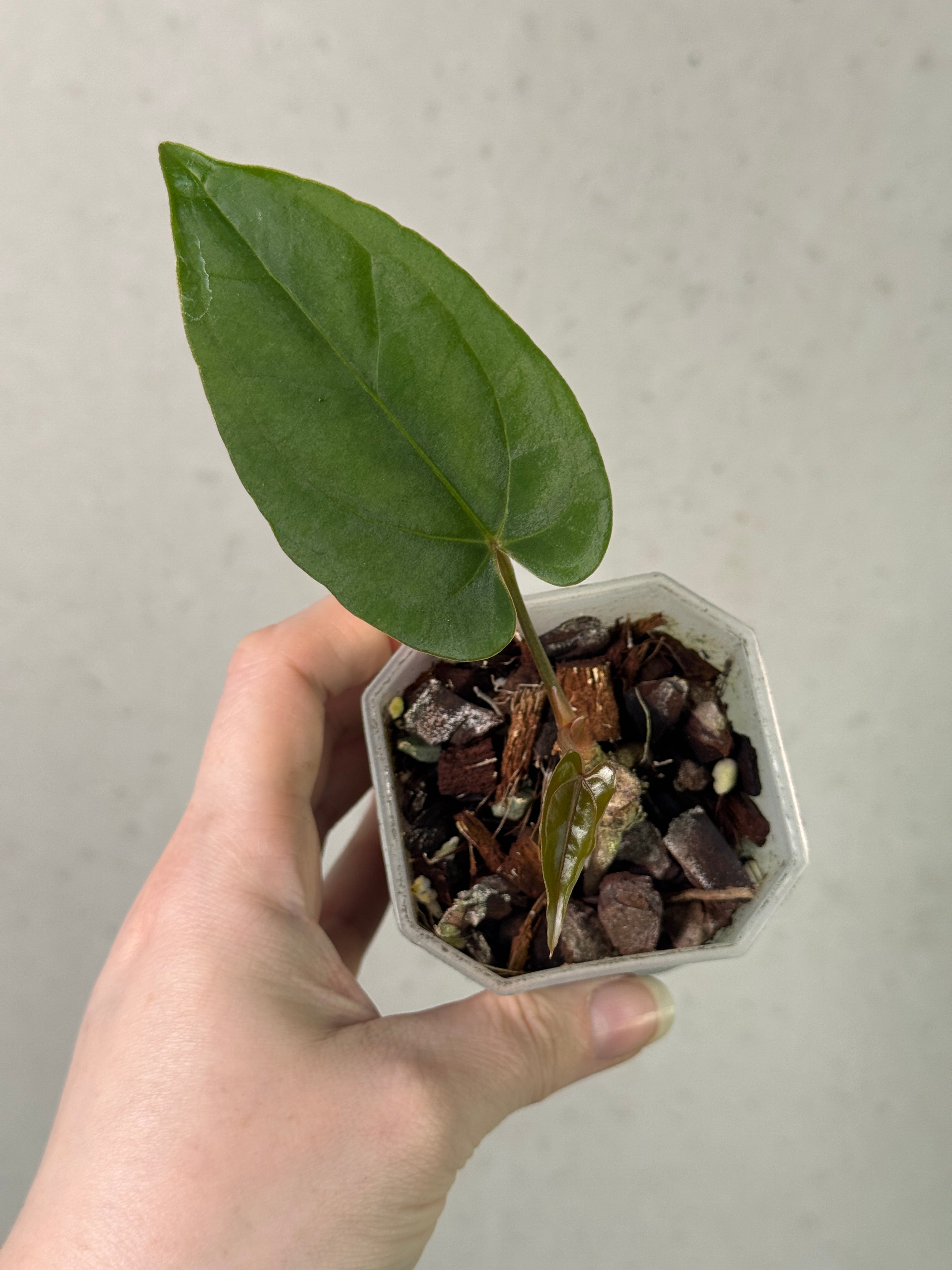Anthurium Portillae NSE x Dressleri NSE - Clone