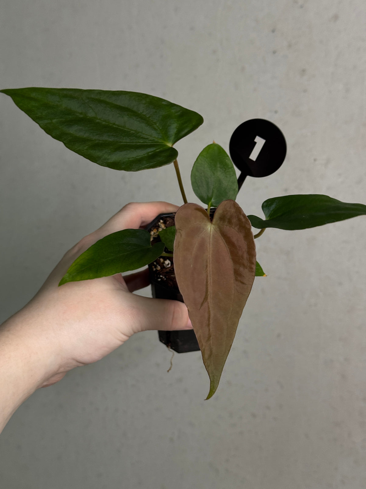 Anthurium sp. Nov DF x (Papillilaminum x Dressleri)