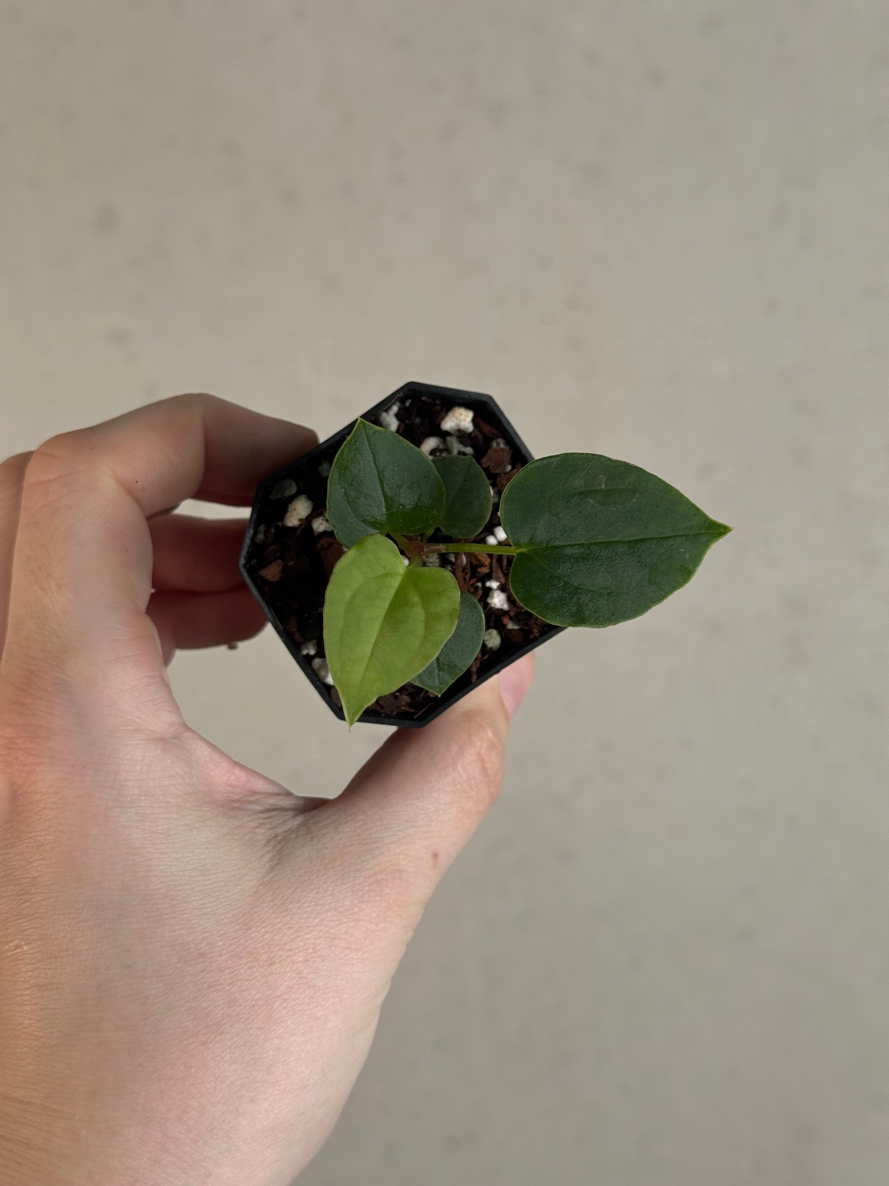 Anthurium Fort Sherman S1 x open