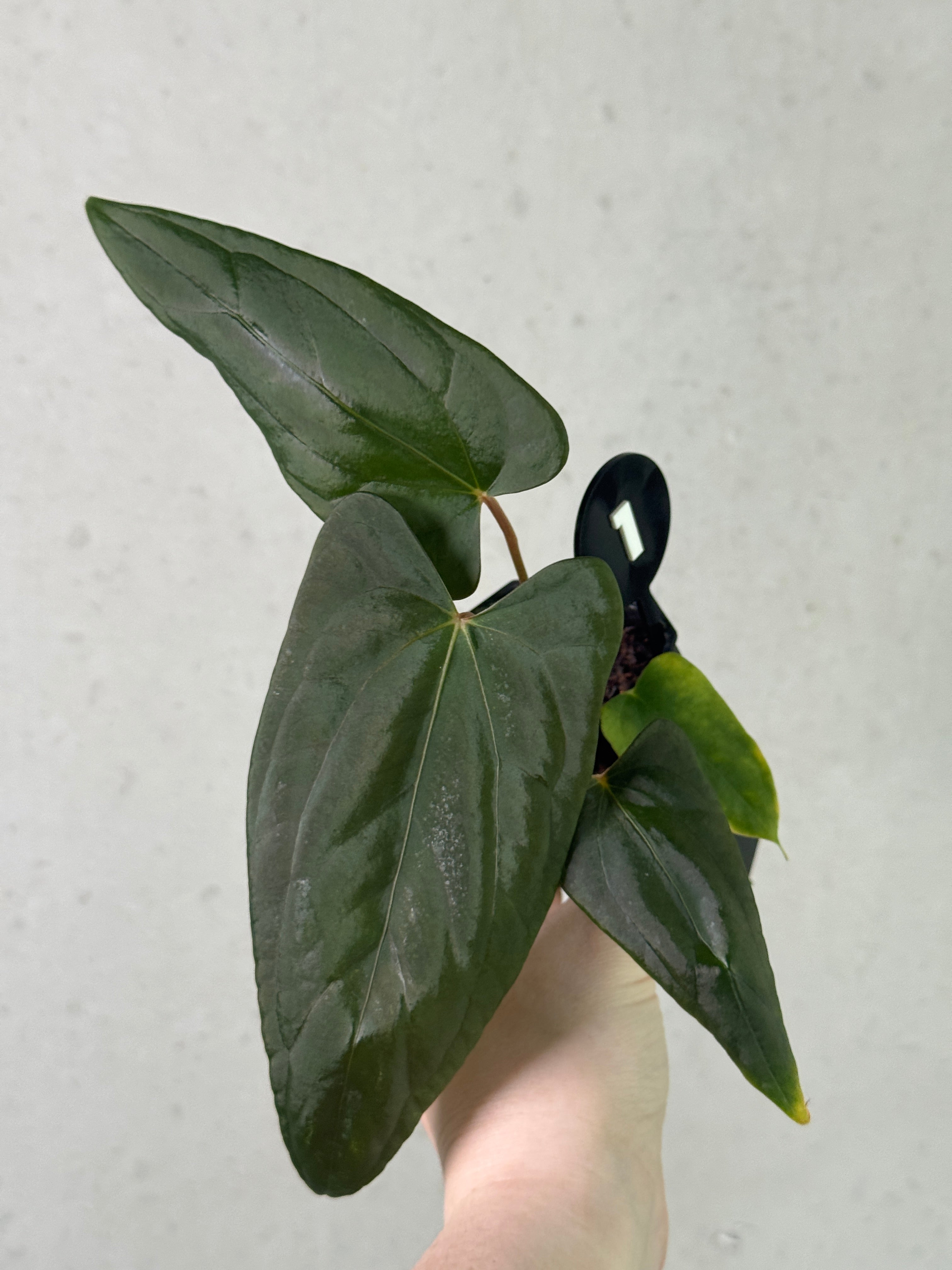 Anthurium Fort Sherman S1 x (Ralph Lynam x Fort Sherman)
