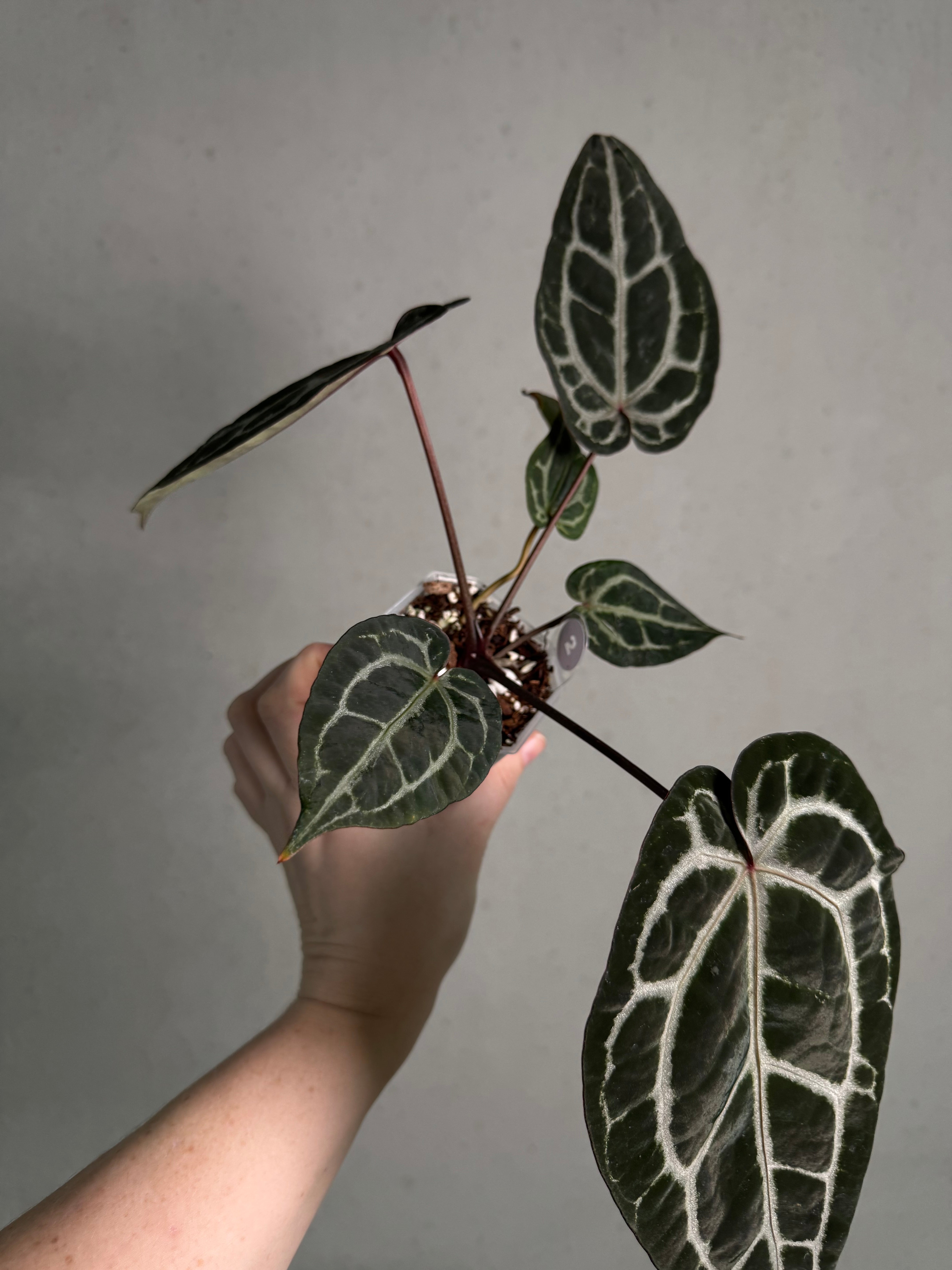 Anthurium DocBlock Michelle - SMUKHI