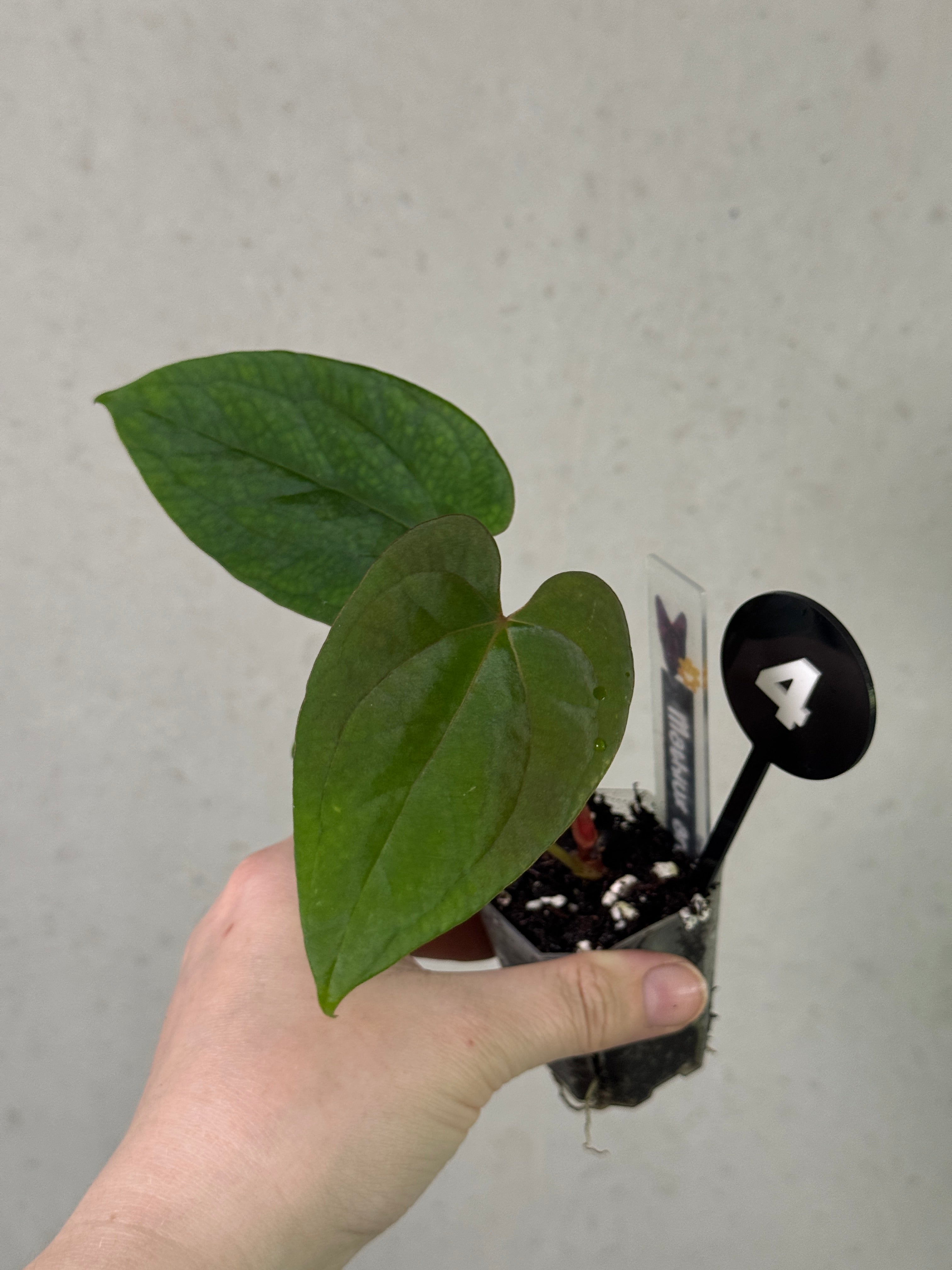 Anthurium BVEP 'Round' x 'Felix' x RLxFS 'Rouge' plant by Mathiux Aroid with vibrant red leaves and lush green foliage.