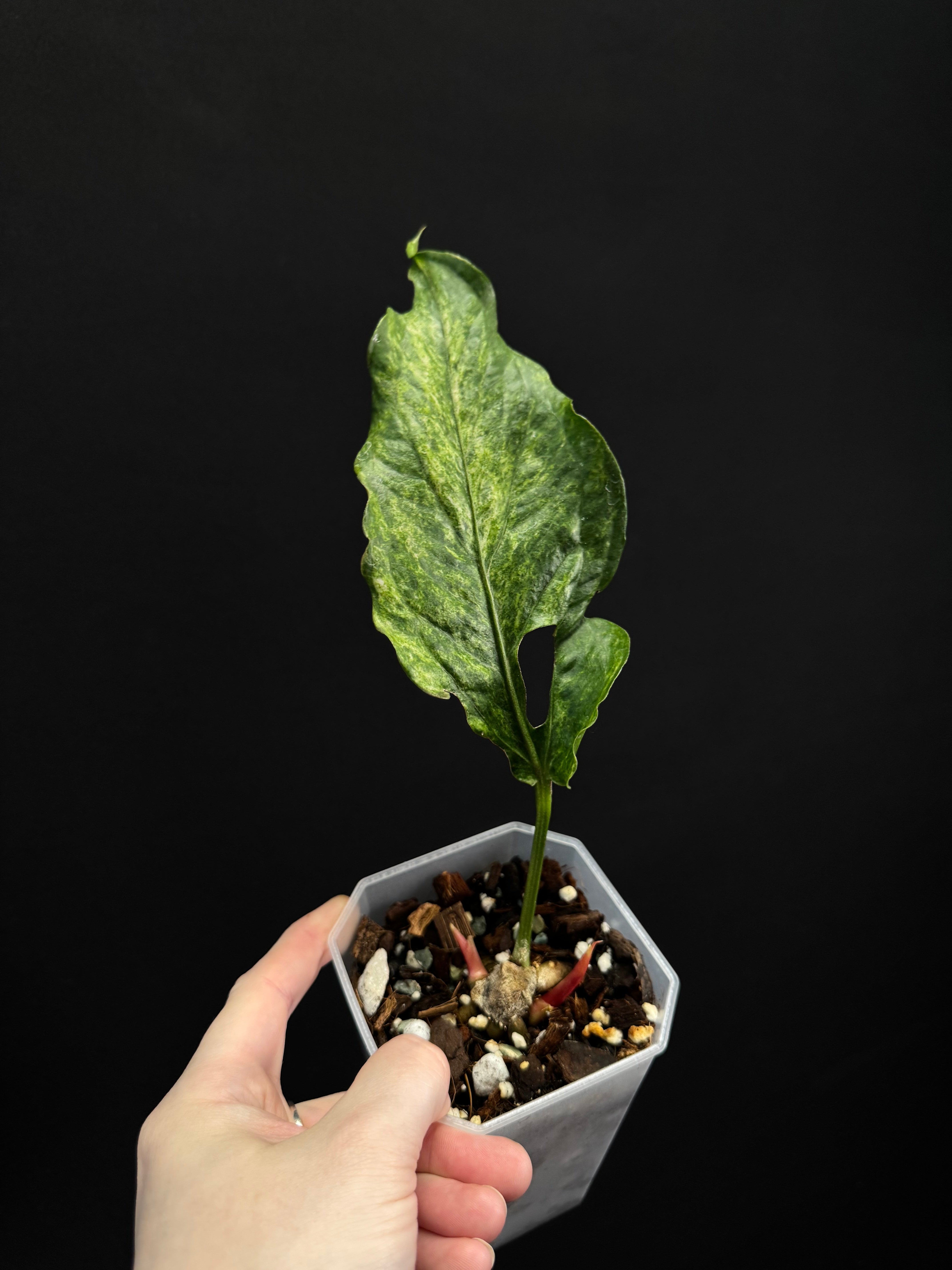 Anthurium Bonplandii Variegata
