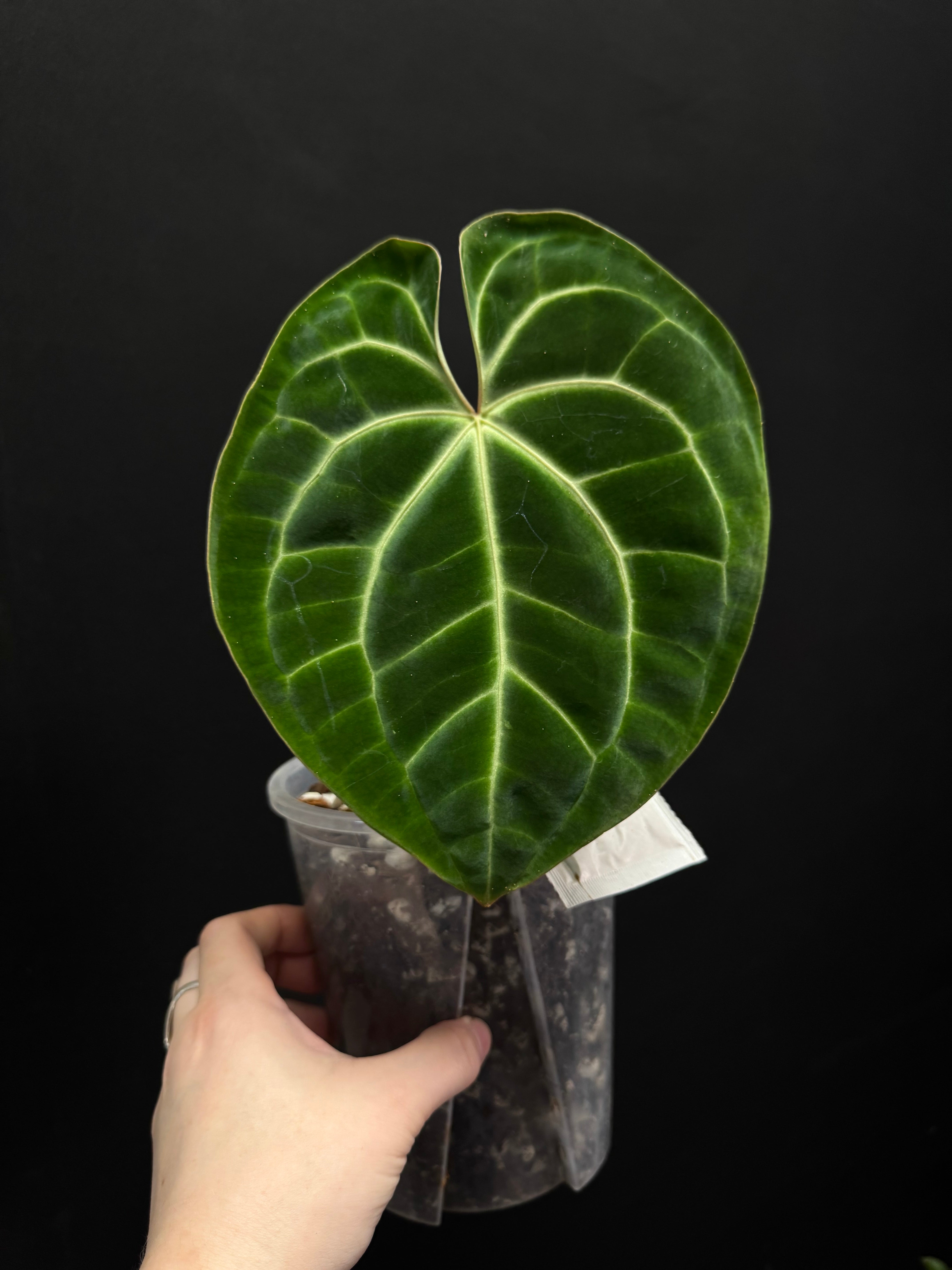 Anthurium Besseae aff - SMUKHI
