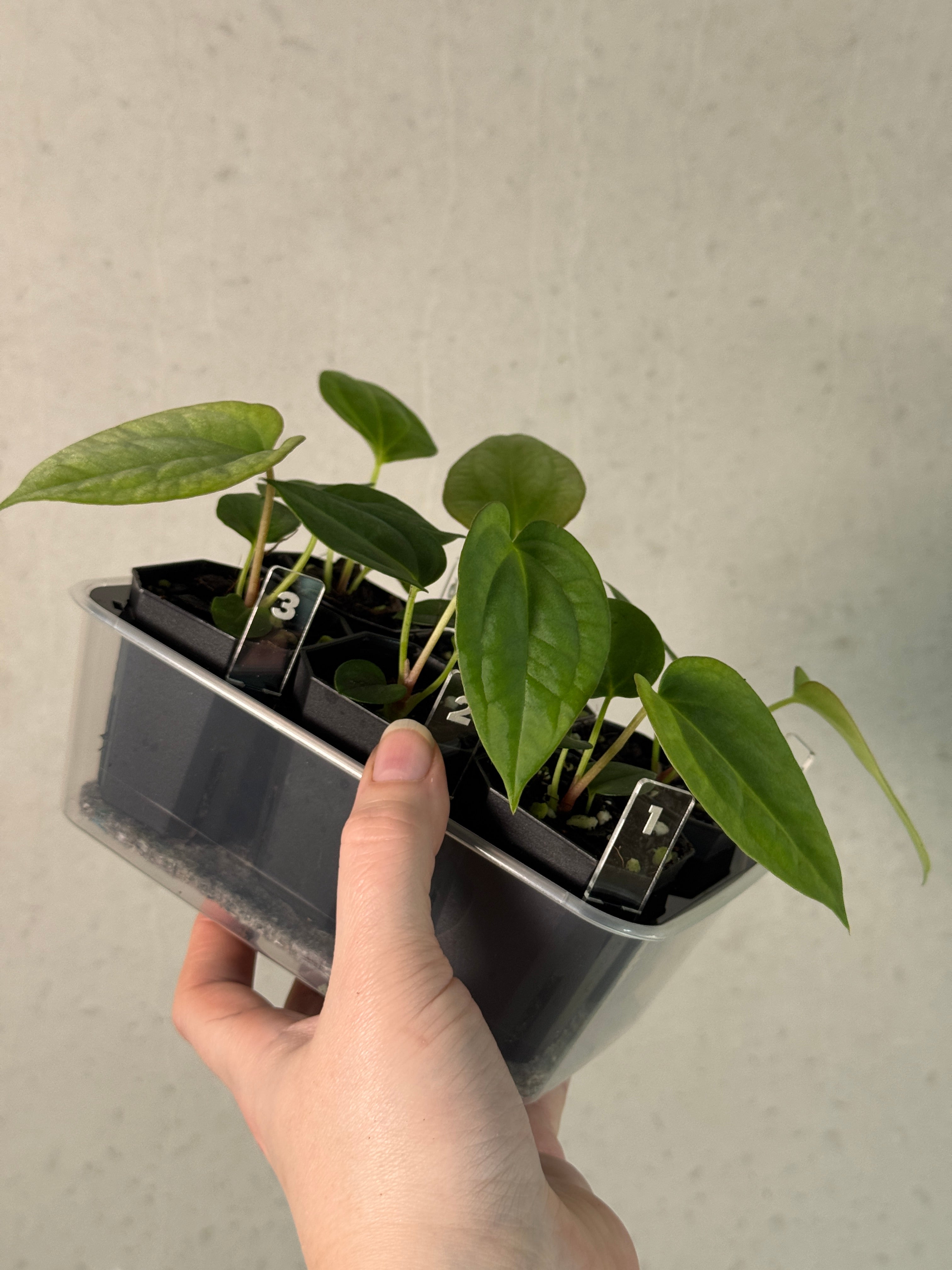 Anthurium Papillilaminum Ree Gardens x BVEP (‘Round’ x RA1)