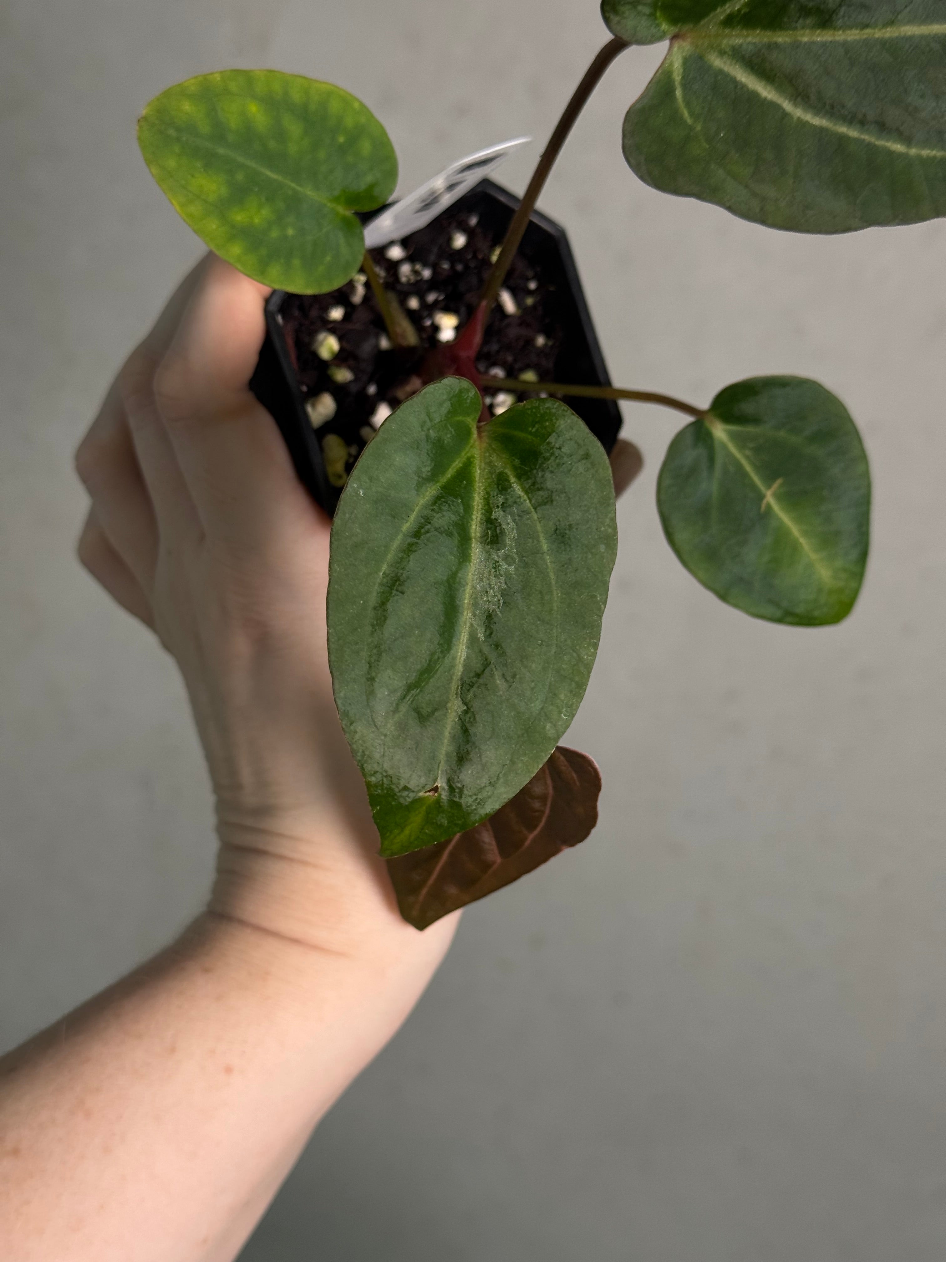 Anthurium Carlablackiae RA10 S1 x Dressleri ‘Obsidian’ - SMUKHI