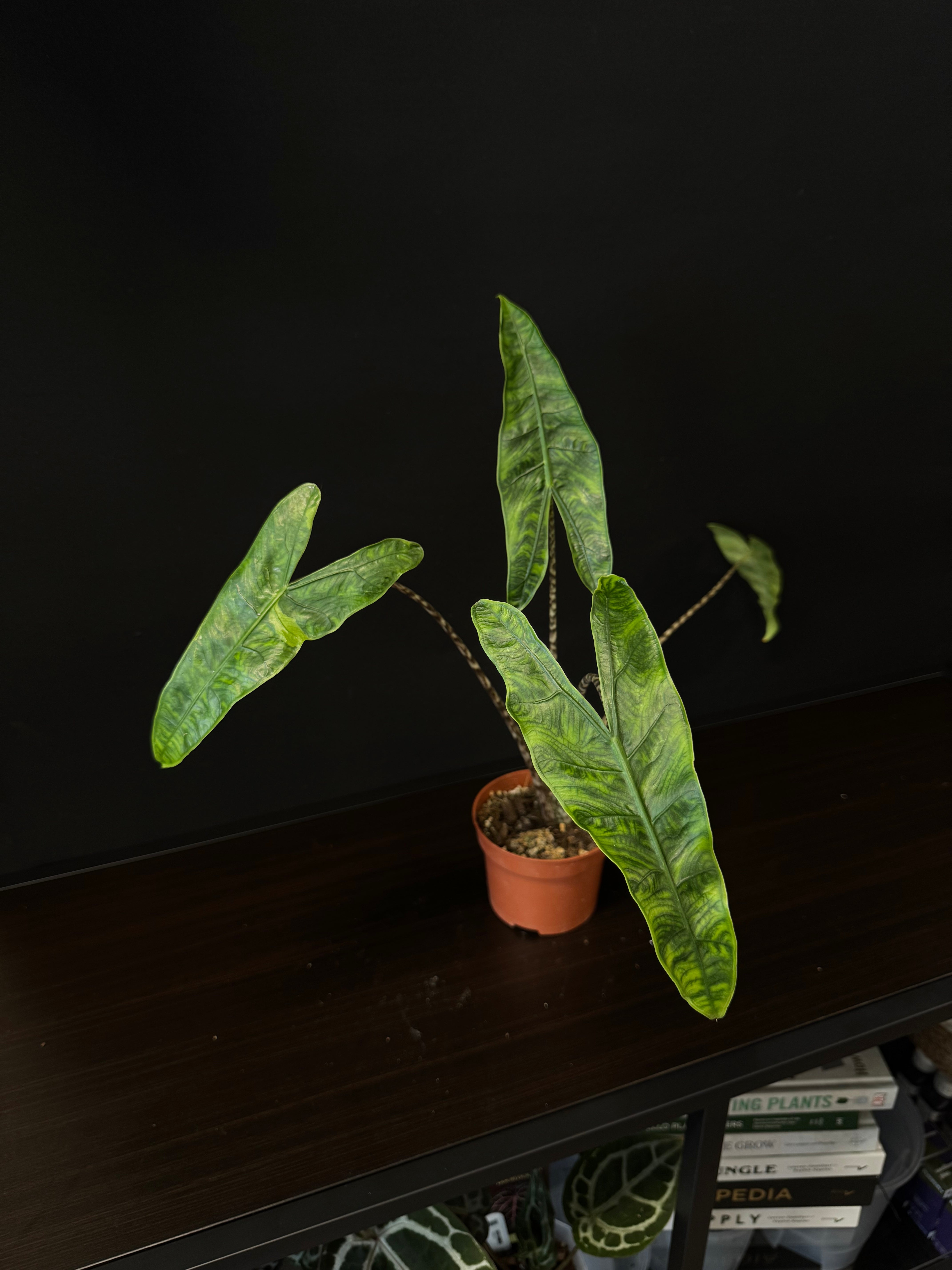 Alocasia Zebrina Reticulata