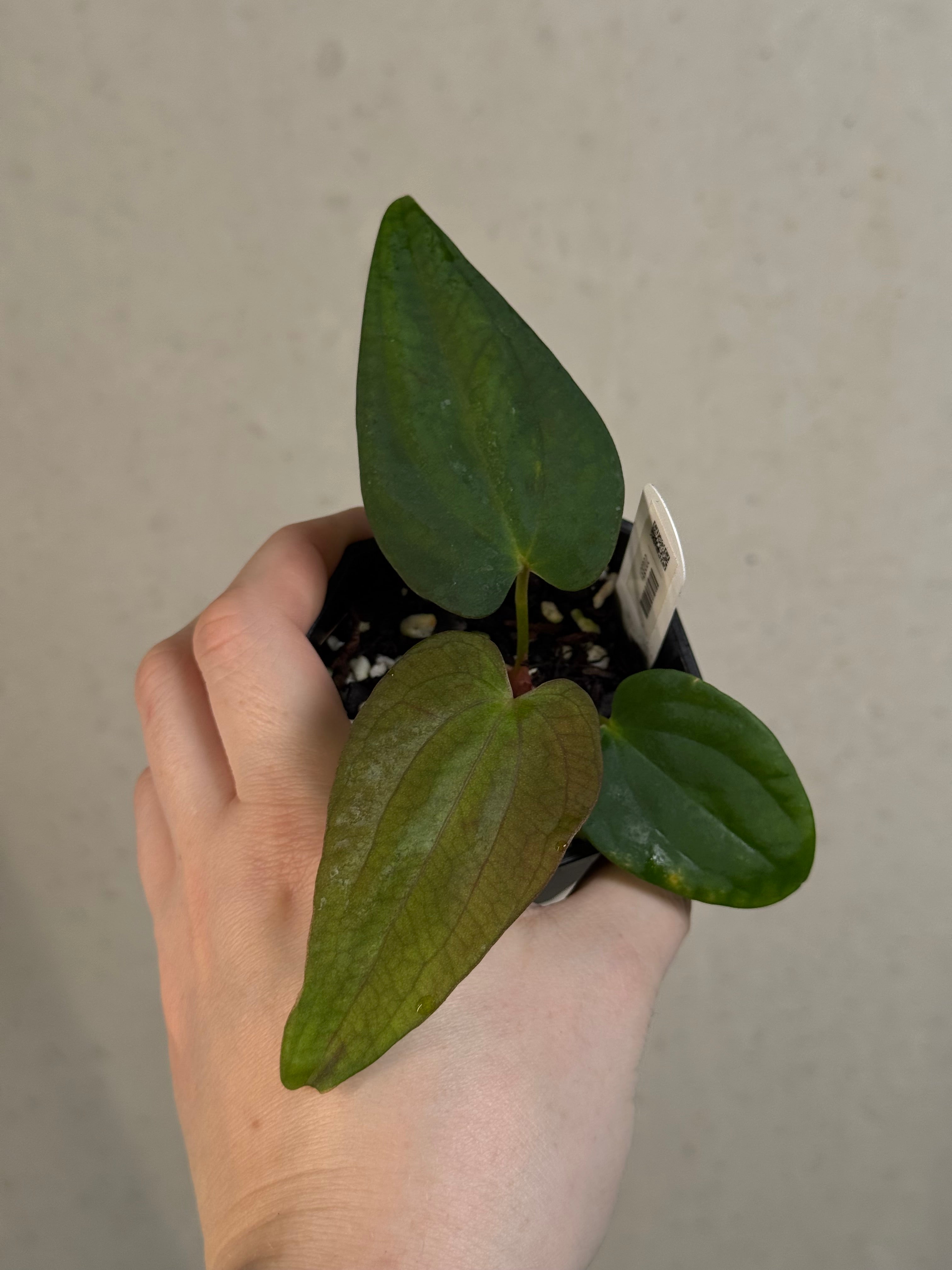 Anthurium sp. Nov DF x BVEP RA1 - Clone