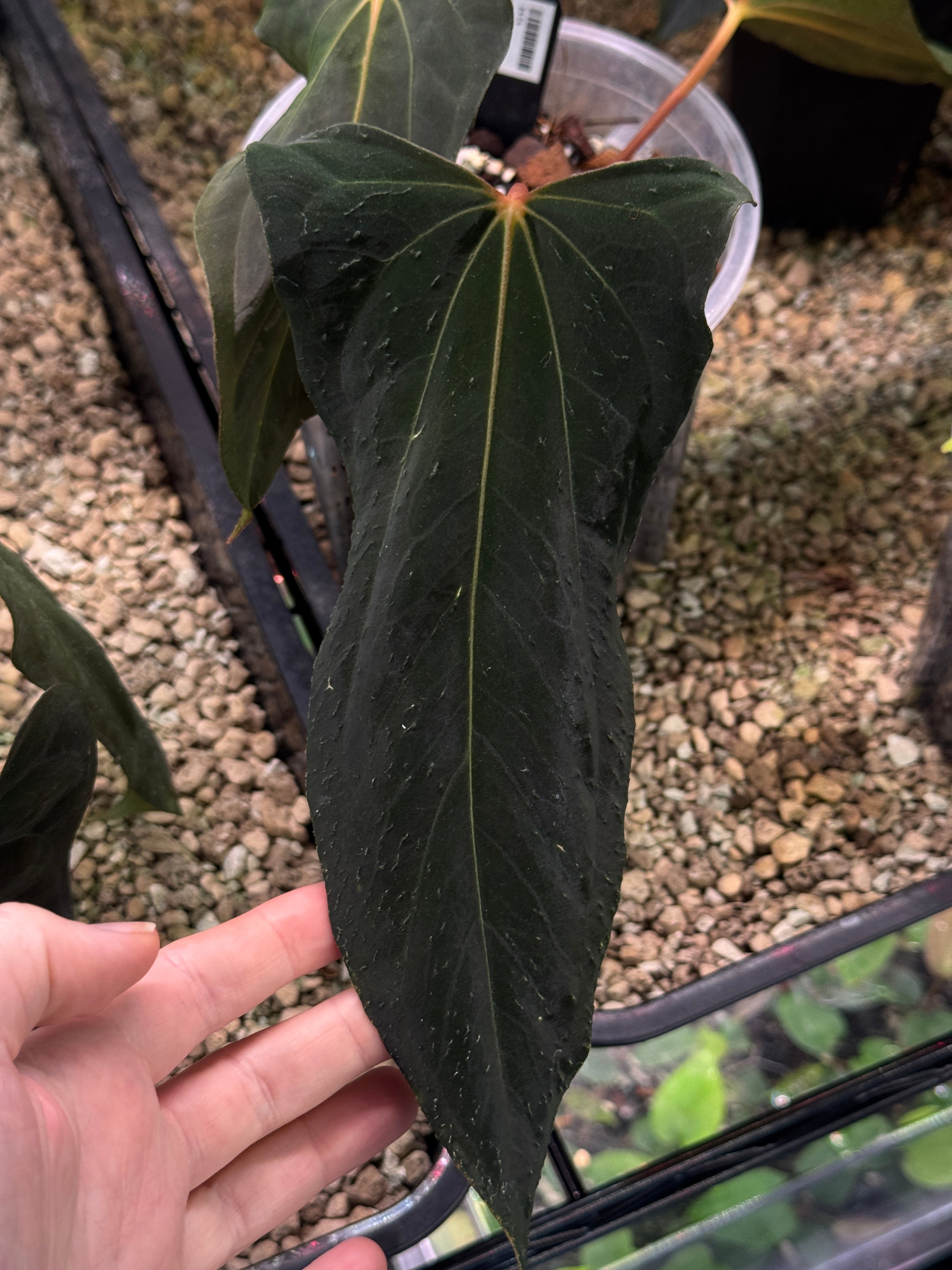 Anthurium FSxRL 'Grim Reaper' Reaper' S1 - Clone