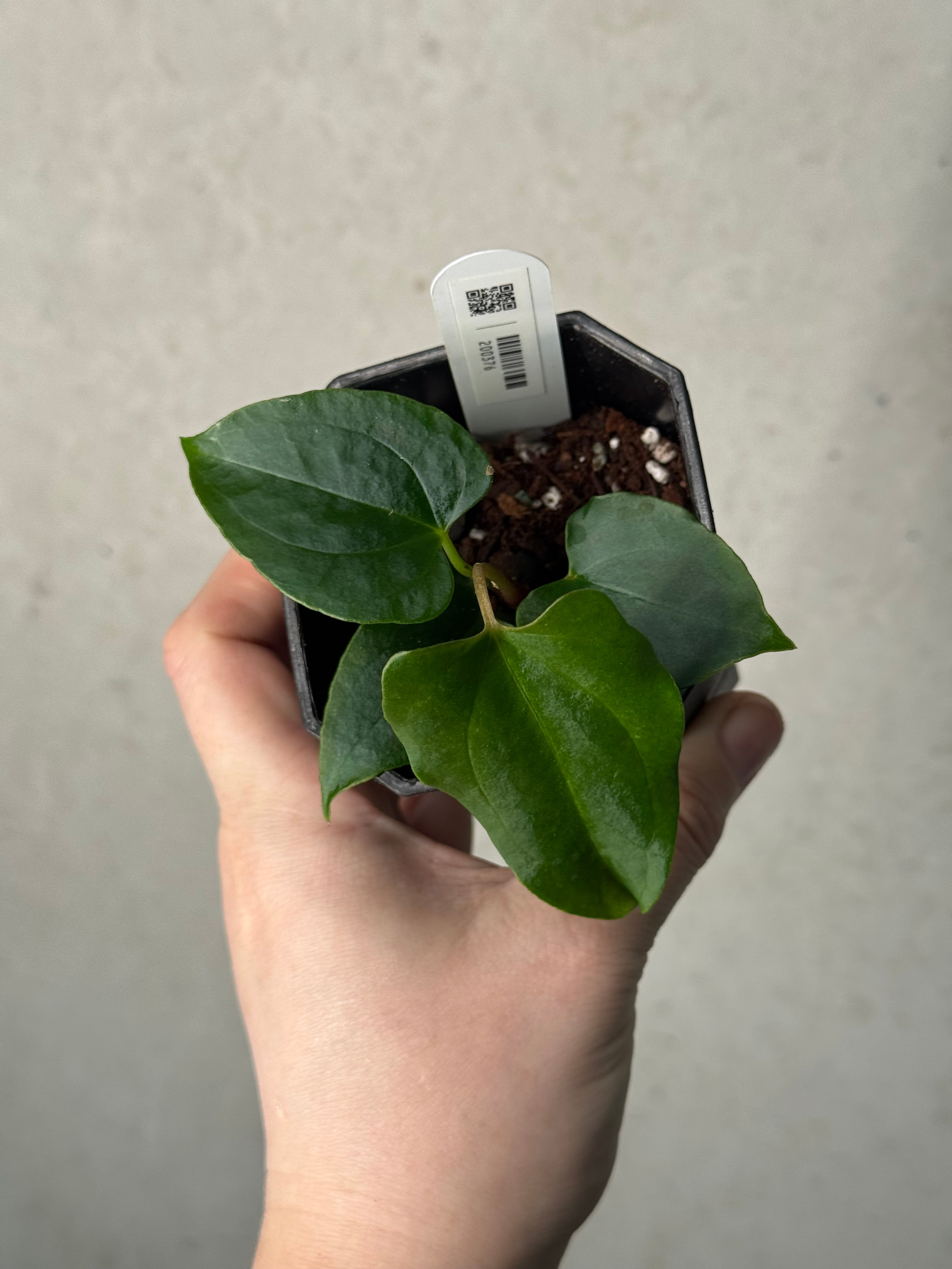 Anthurium Ralph Lynam x self