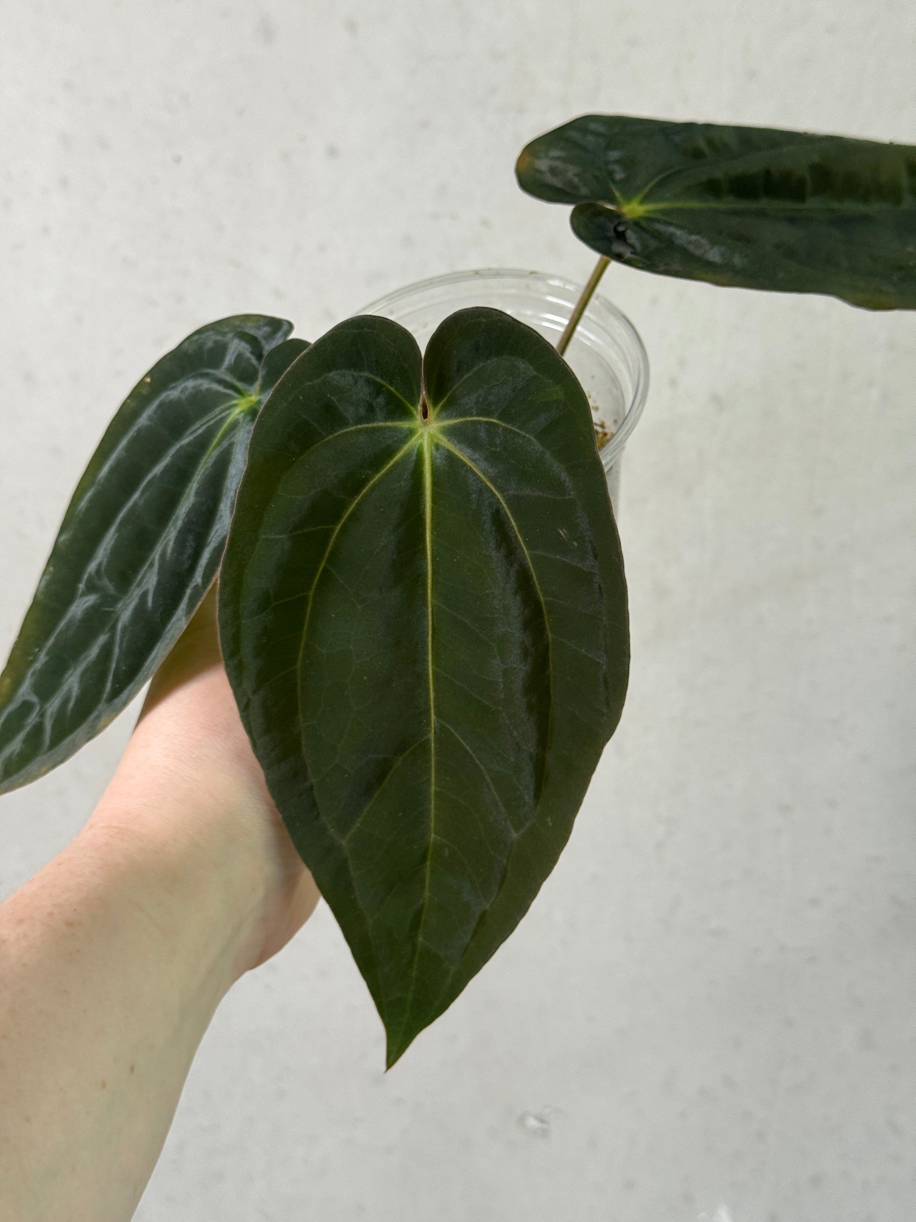 Anthurium BVEP plant from AABexotics, featuring vibrant, glossy leaves and unique variegation, potted in a decorative container.