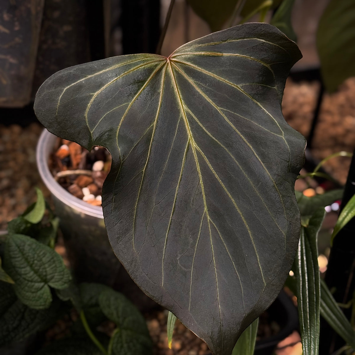 anthurium butterfly NFS: Anthurium HU 'Butterfly'
