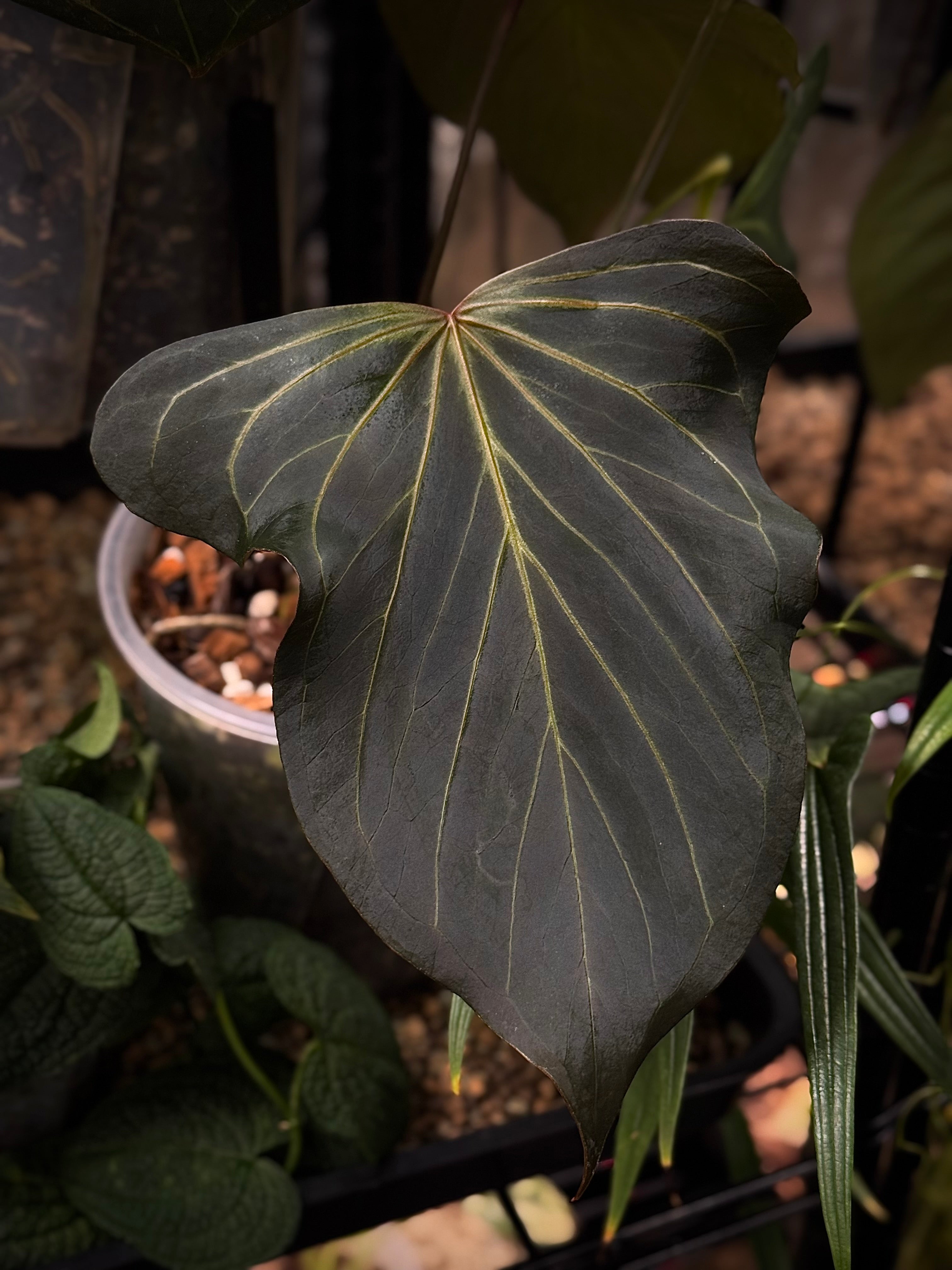NFS: Anthurium HU 'Butterfly' #1