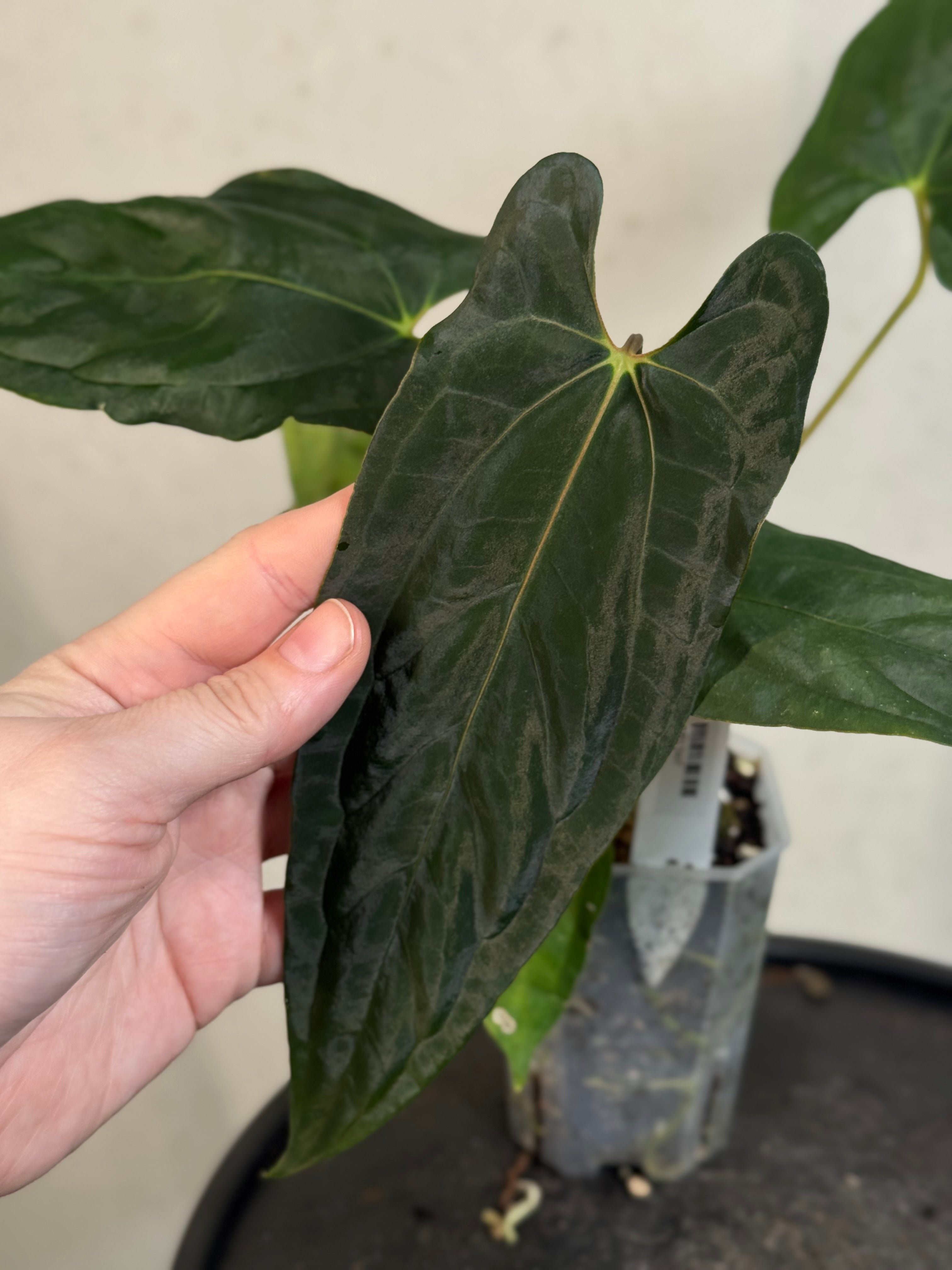 Anthurium Fort Sherman x Ralph Lynam S1