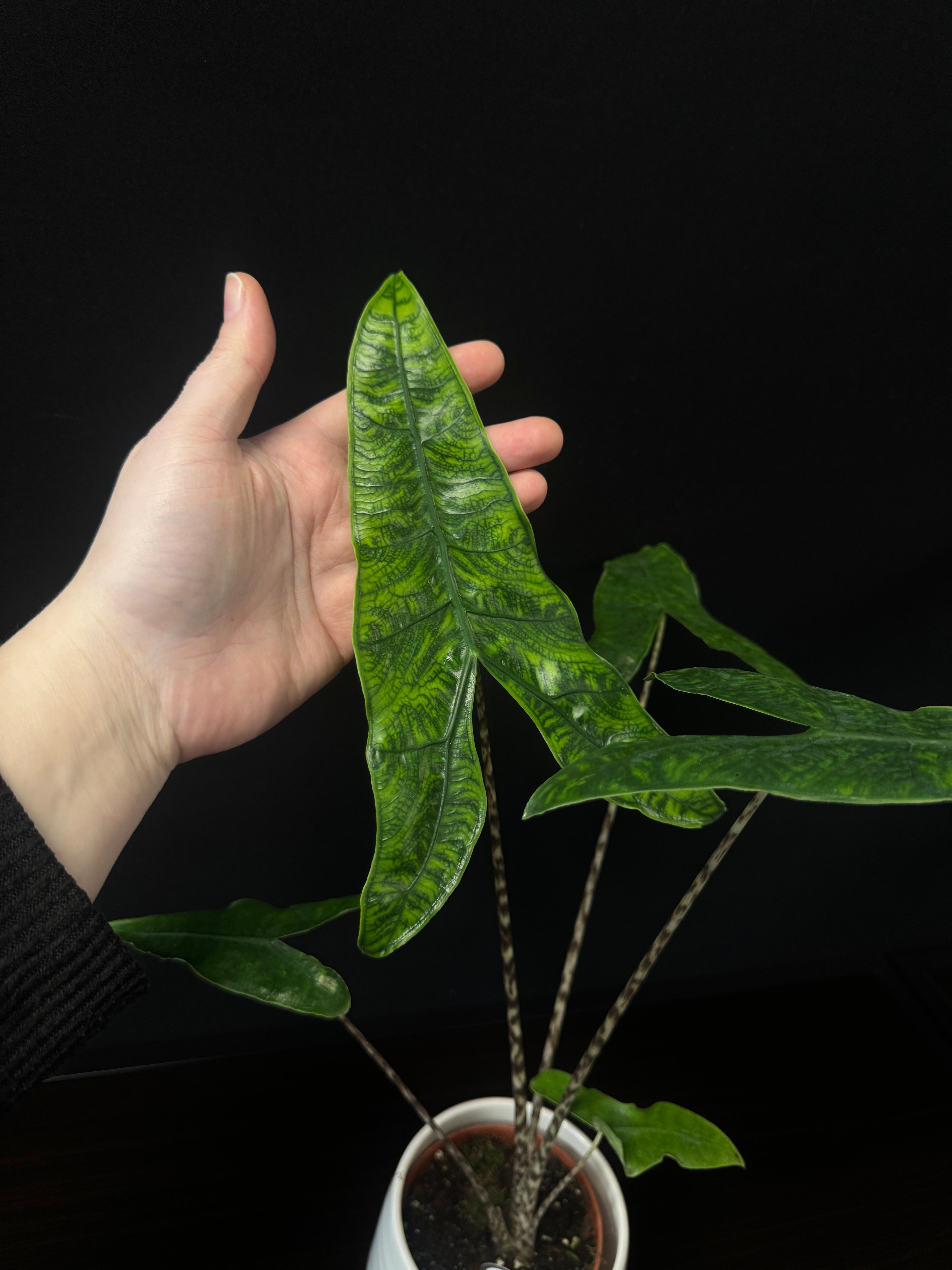 Alocasia Zebrina Reticulata