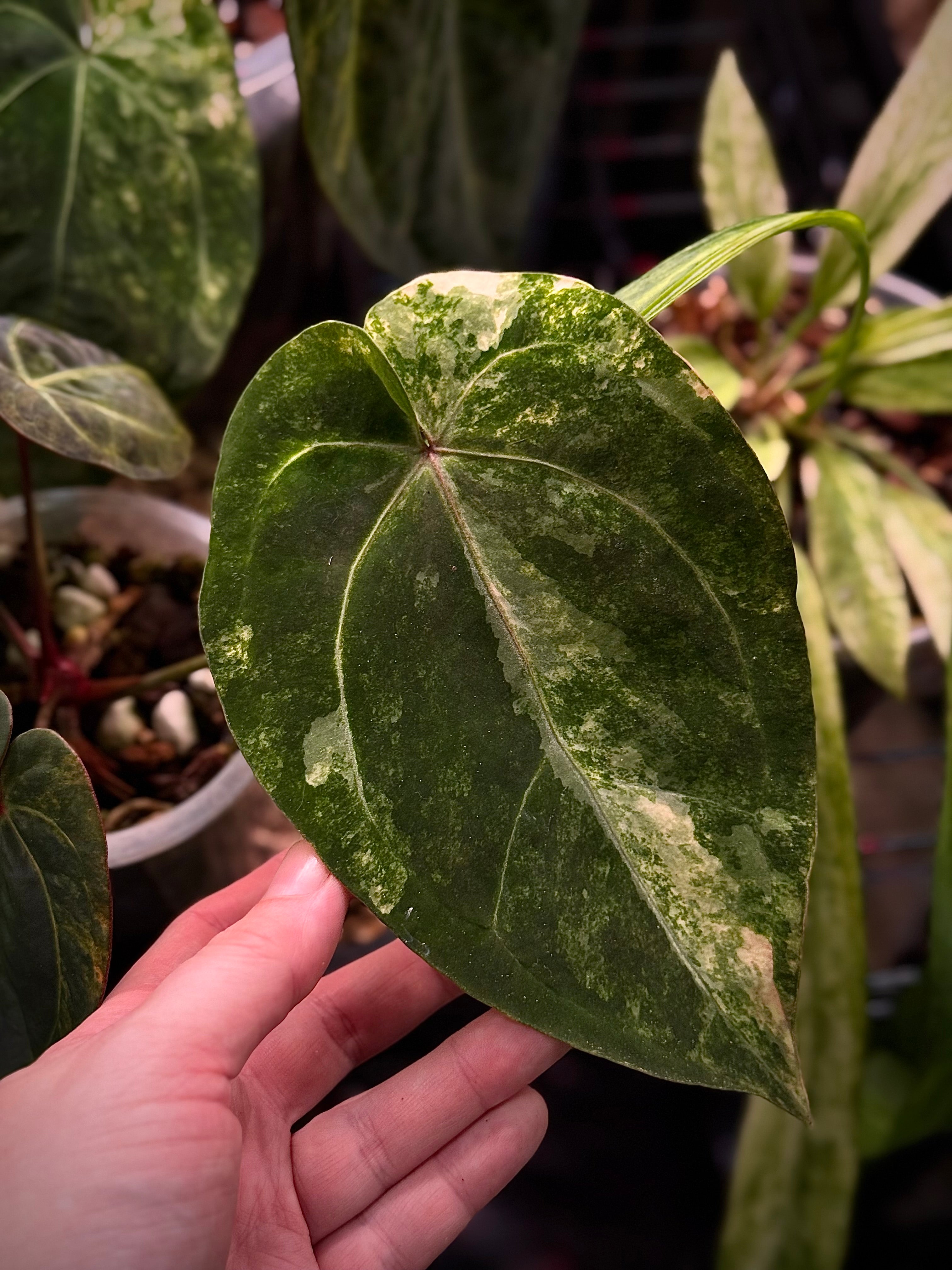 NFS: Anthurium Papillilaminum Variegata x Ace of Spades Dark Form