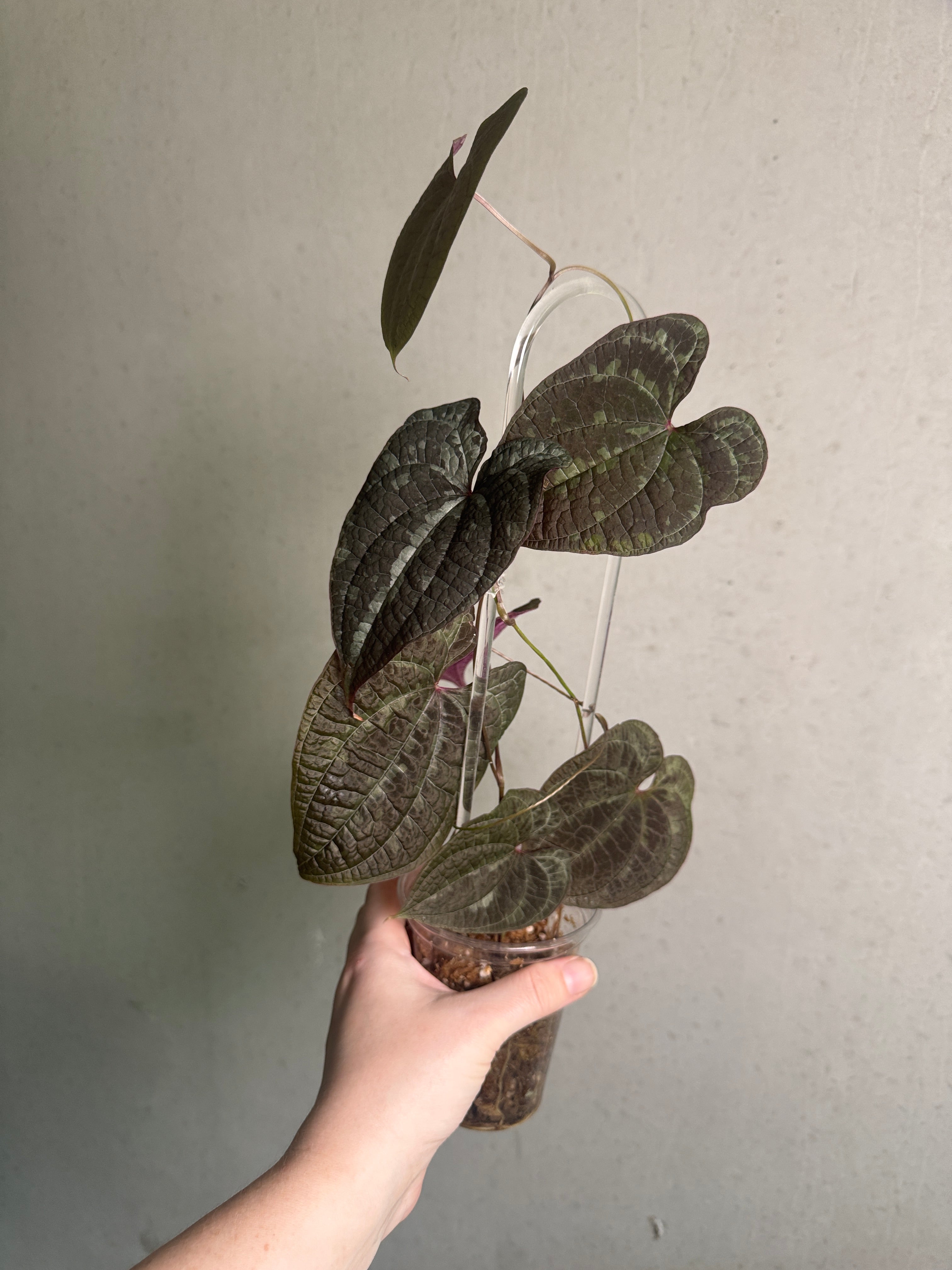 Dioscorea Discolor