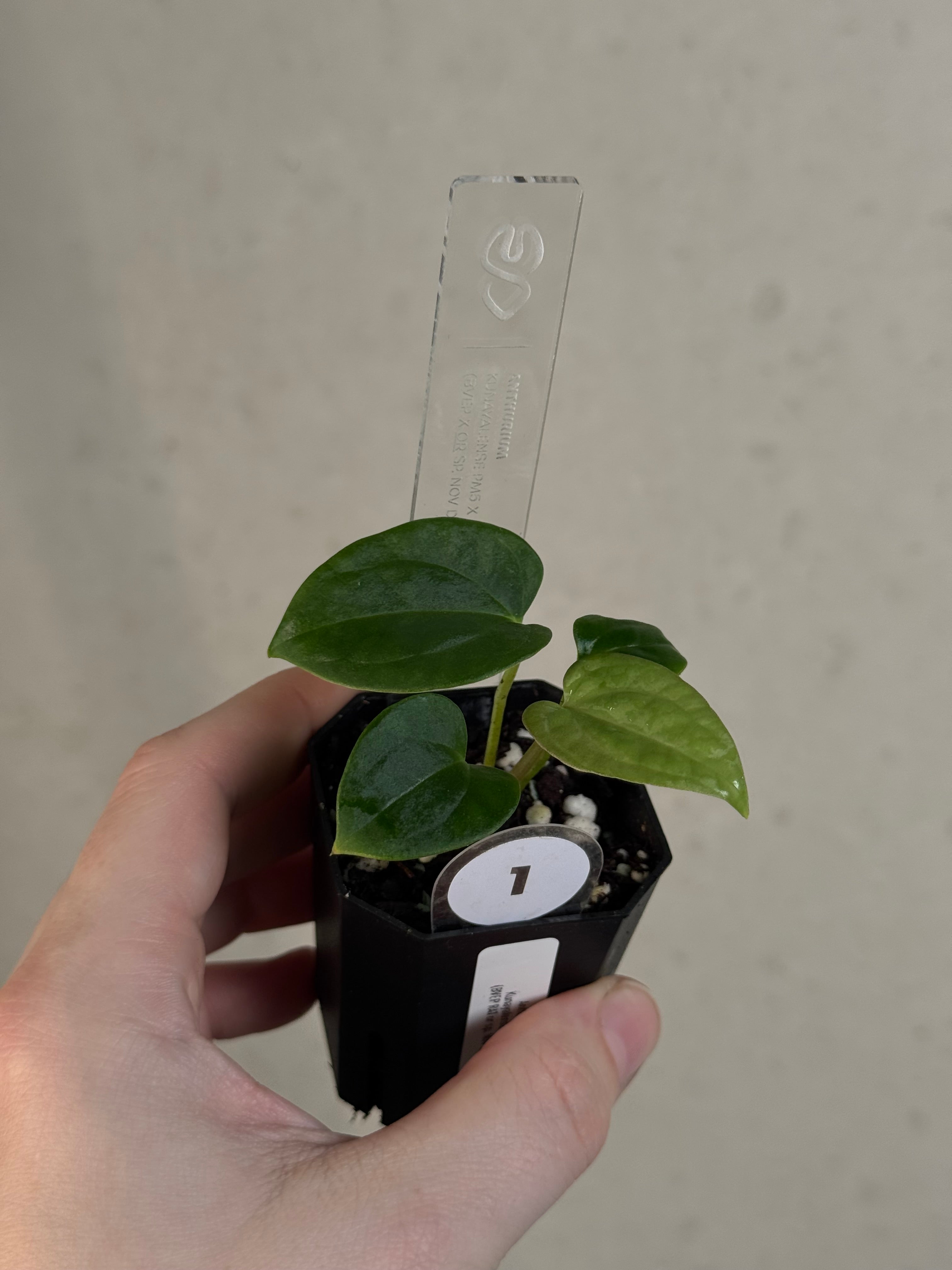 Anthurium Kunayalense PM5 x (BVEP RA1 or sp. Nov DF)