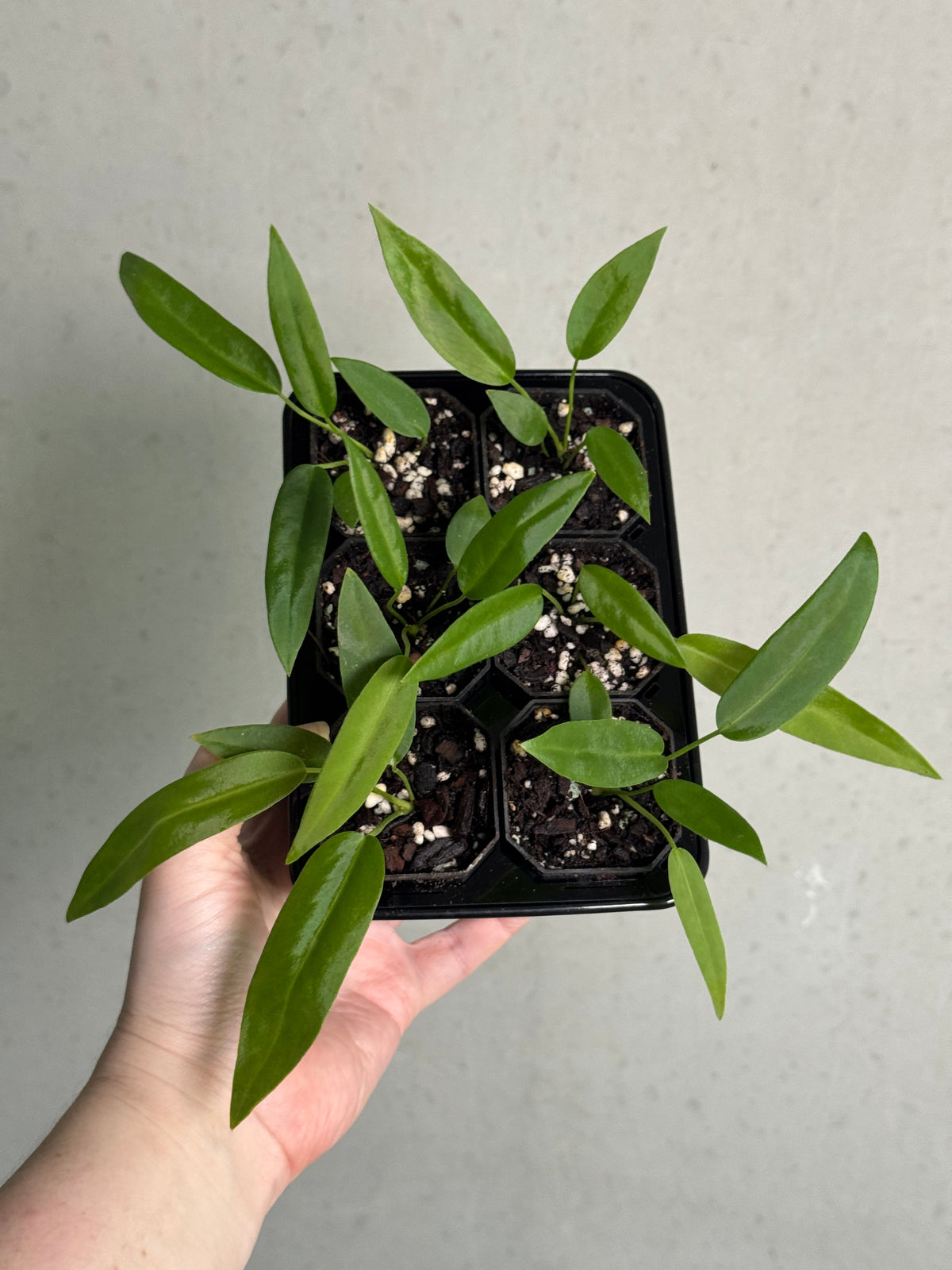 Anthurium Pallidiflorum plant with glossy green leaves and white spathe, showcased by SMUKHI in a healthy indoor plant setting.