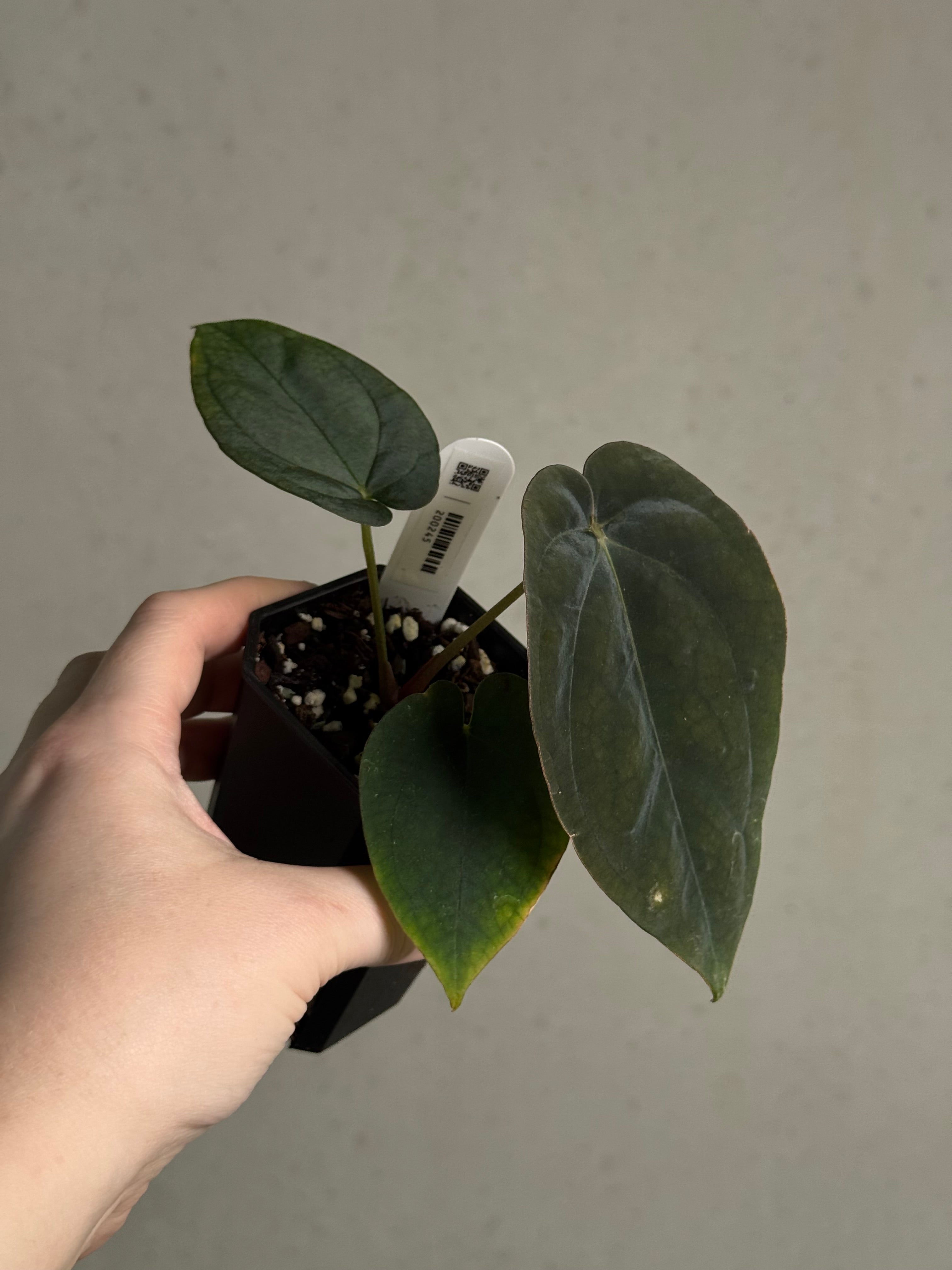 Anthurium BVEP Round x Felix #2 - Clone - SMUKHI