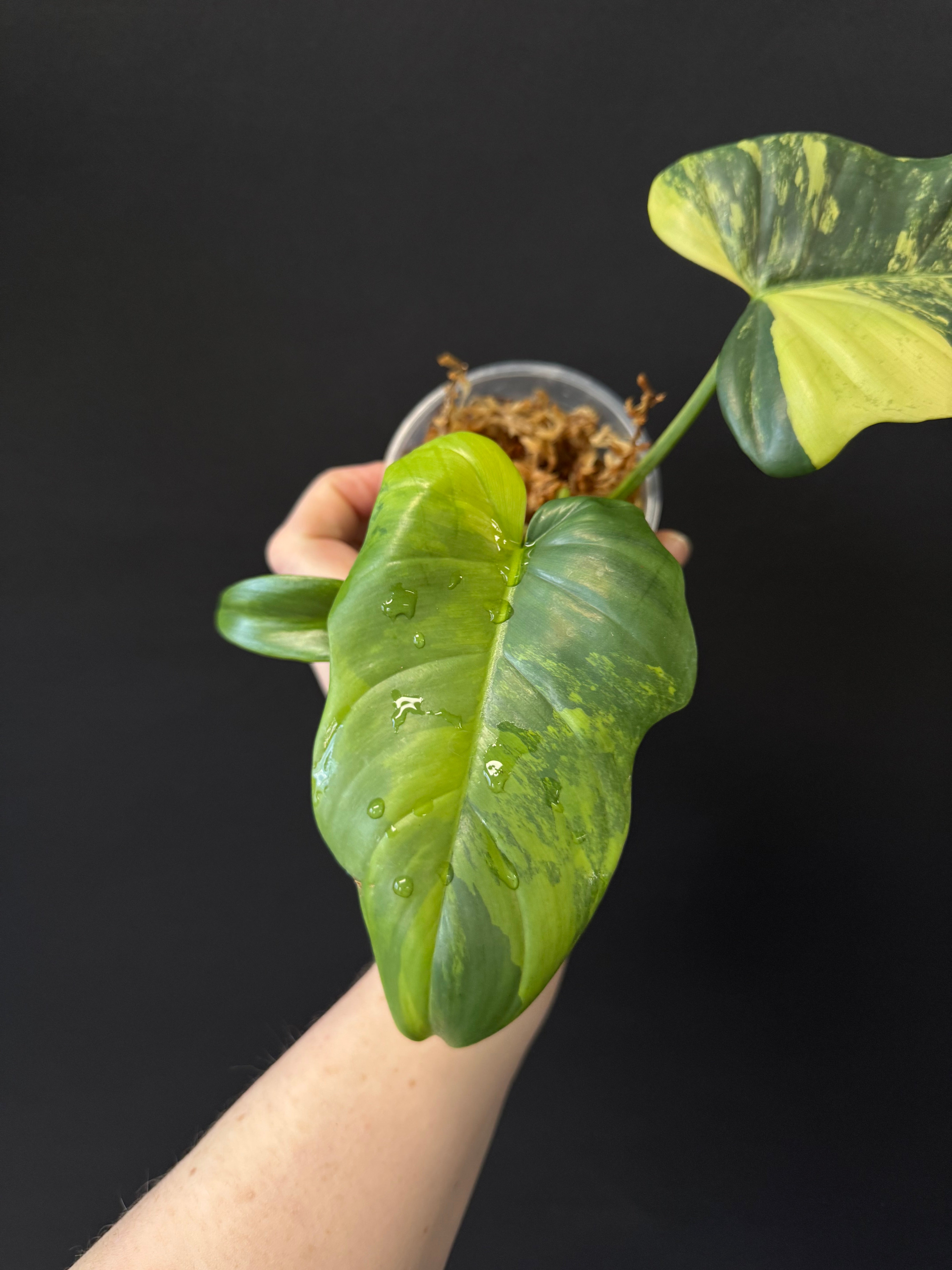 Philodendron Violin variegata