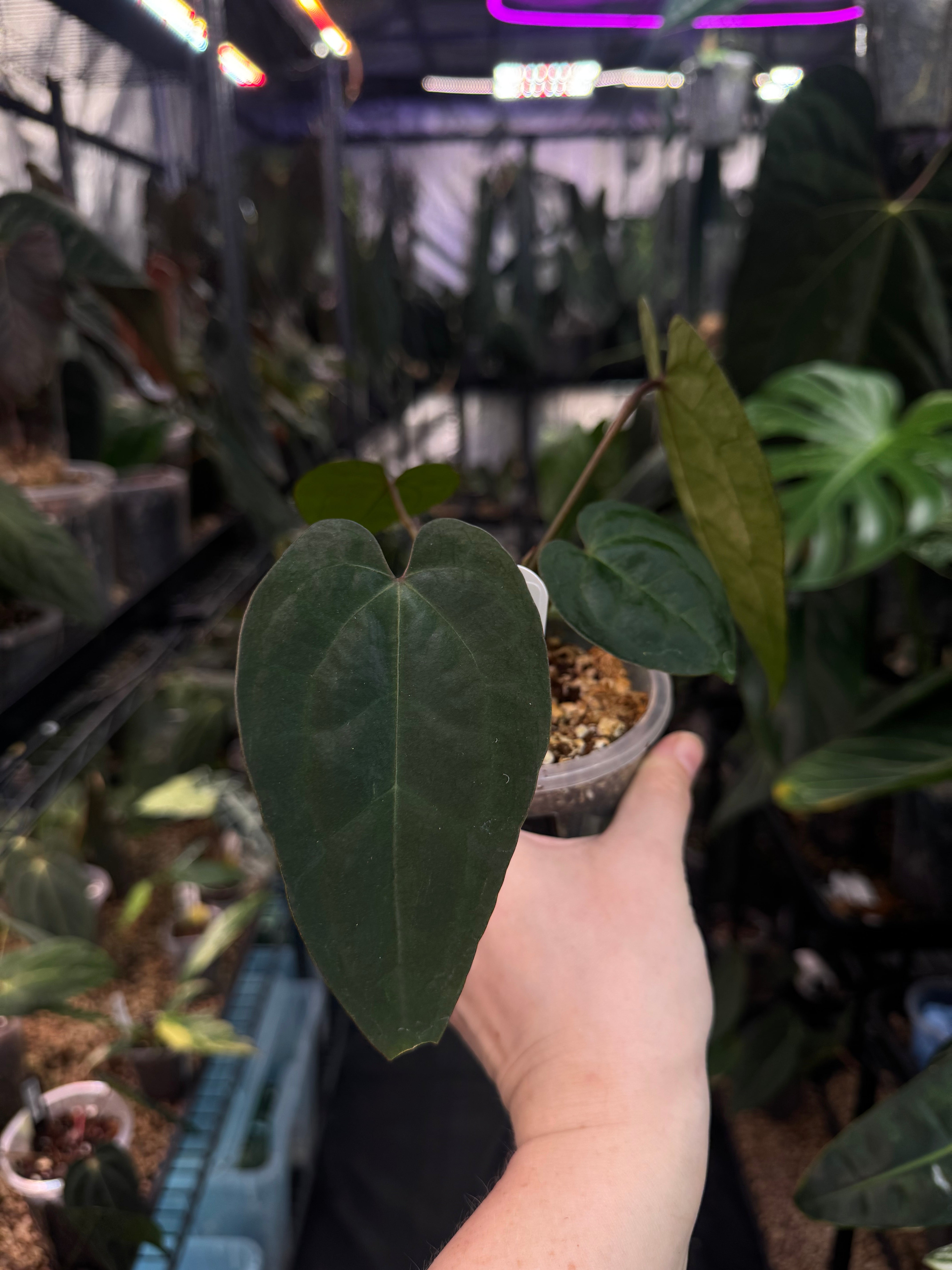 Anthurium Ace Of Spades Dark Form F1 (SKG)