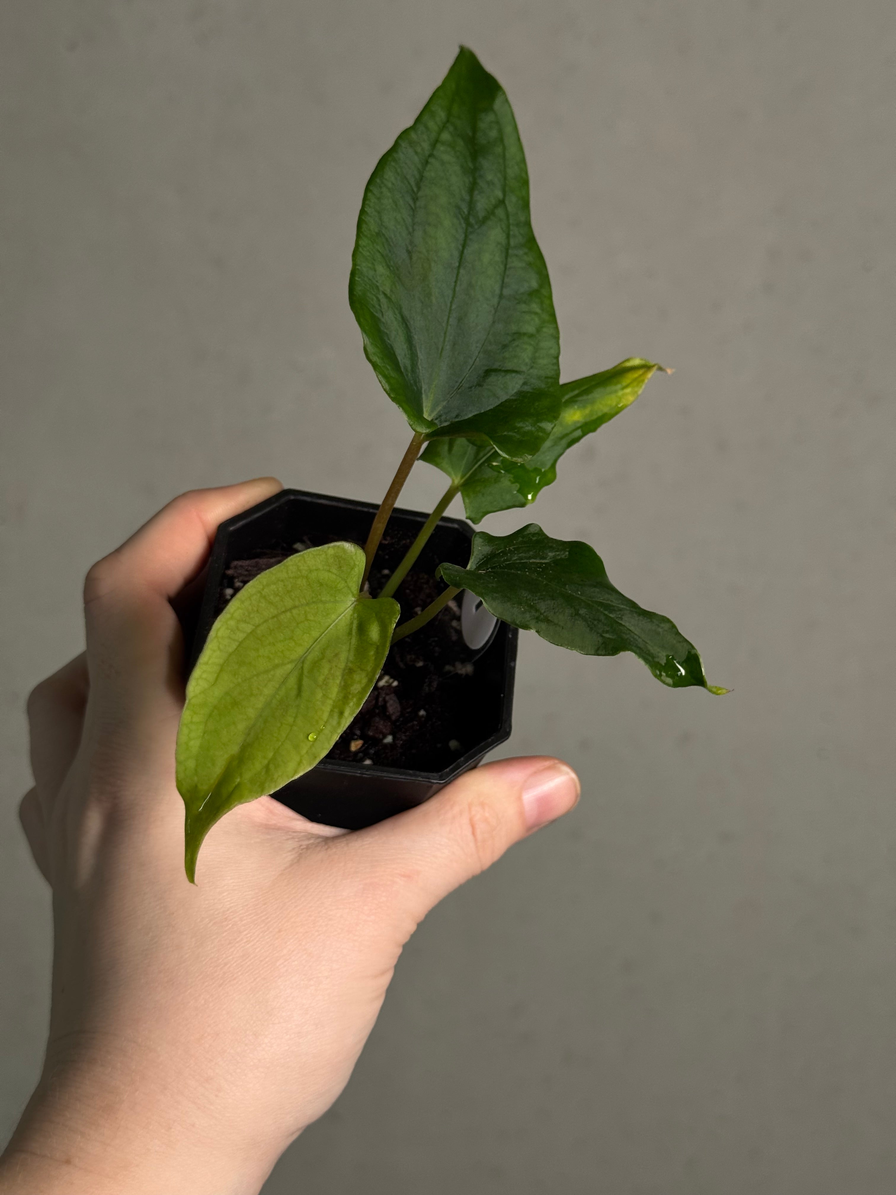 Anthurium Ralph Lynam x self | SMUKHI