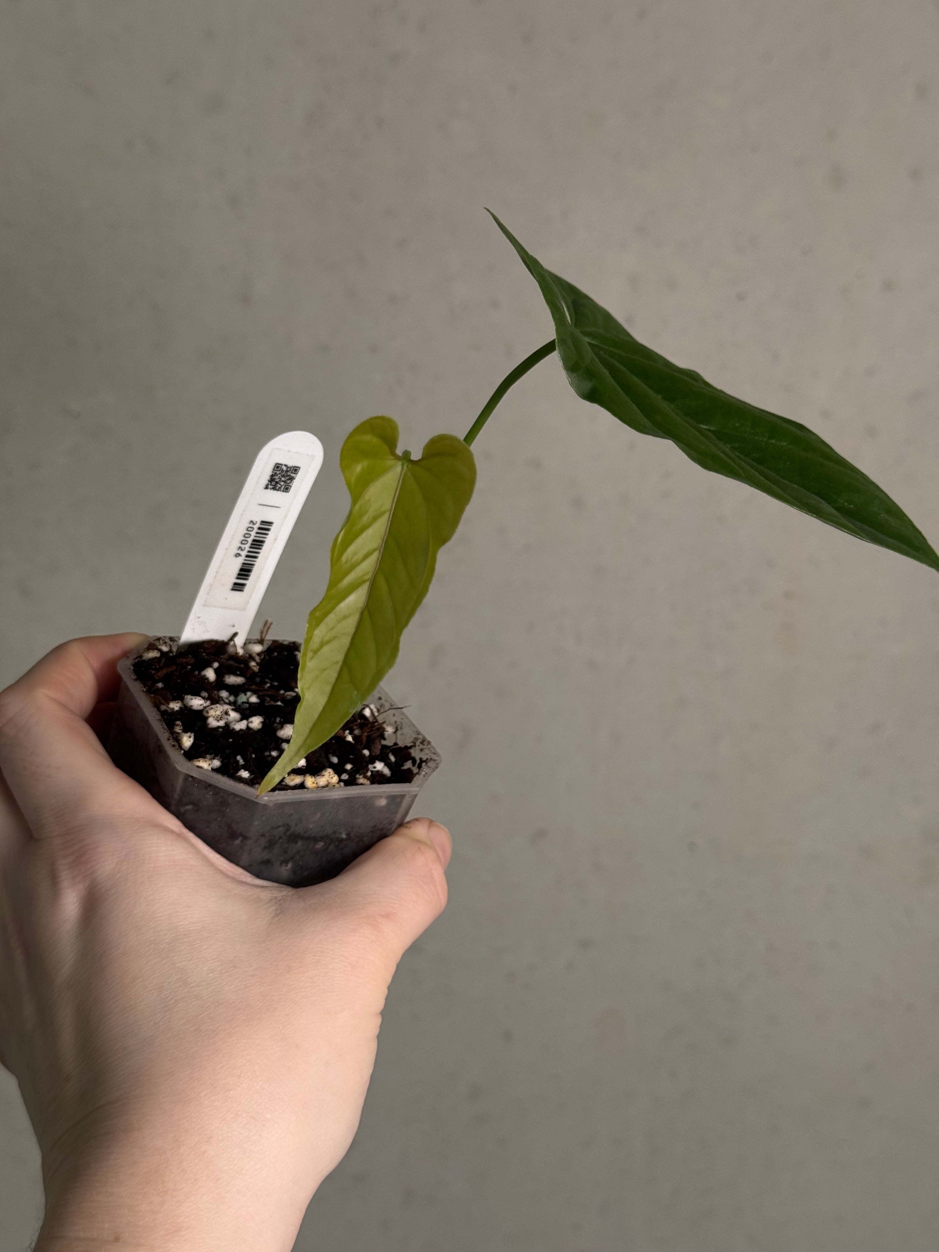 Anthurium Bullatus x - SMUKHI