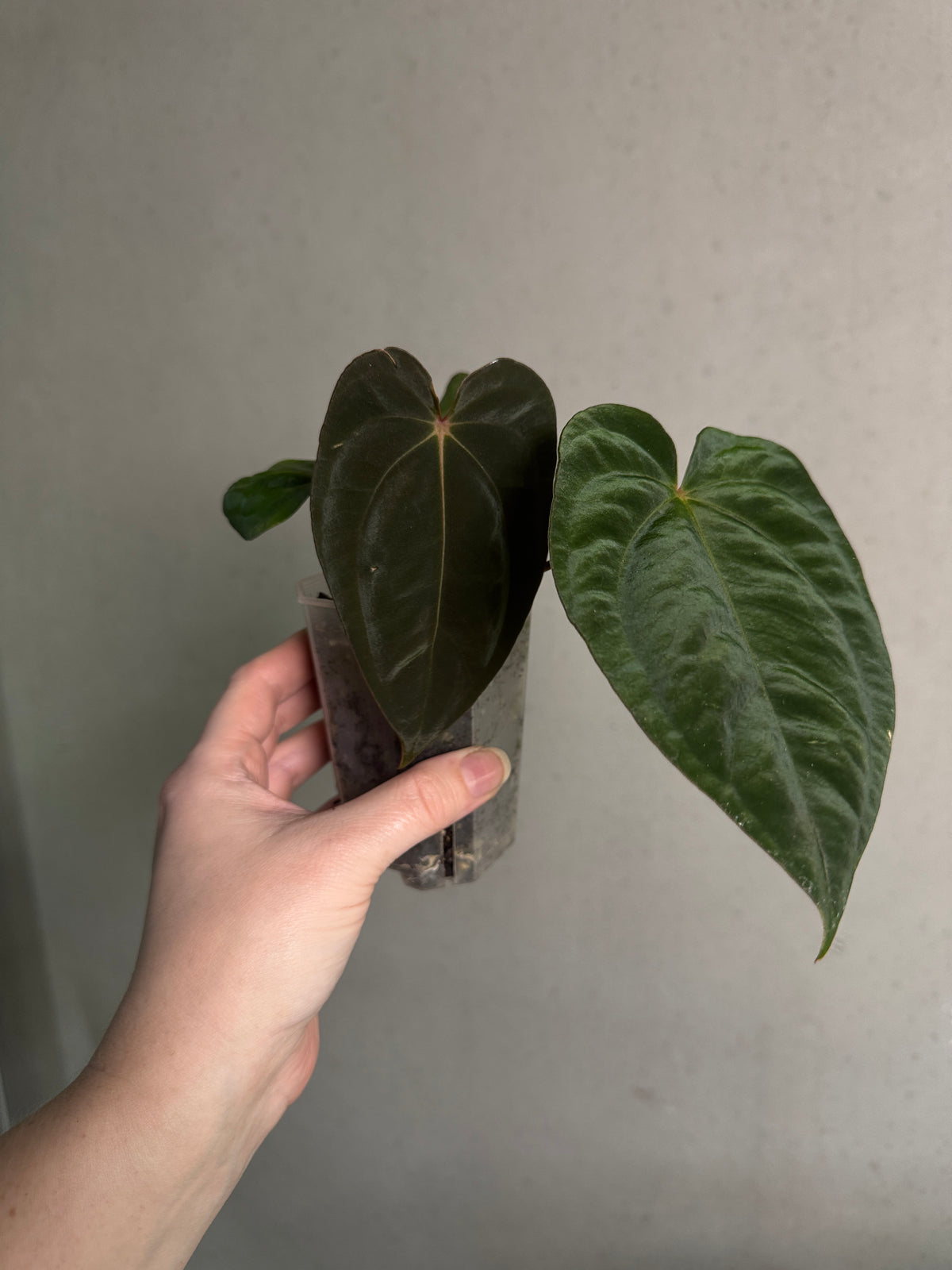 Anthurium 'Widowmaker' x Papillilaminum RA6 plant, vibrant green leaves with glossy texture, grown by Crystallinaminum.