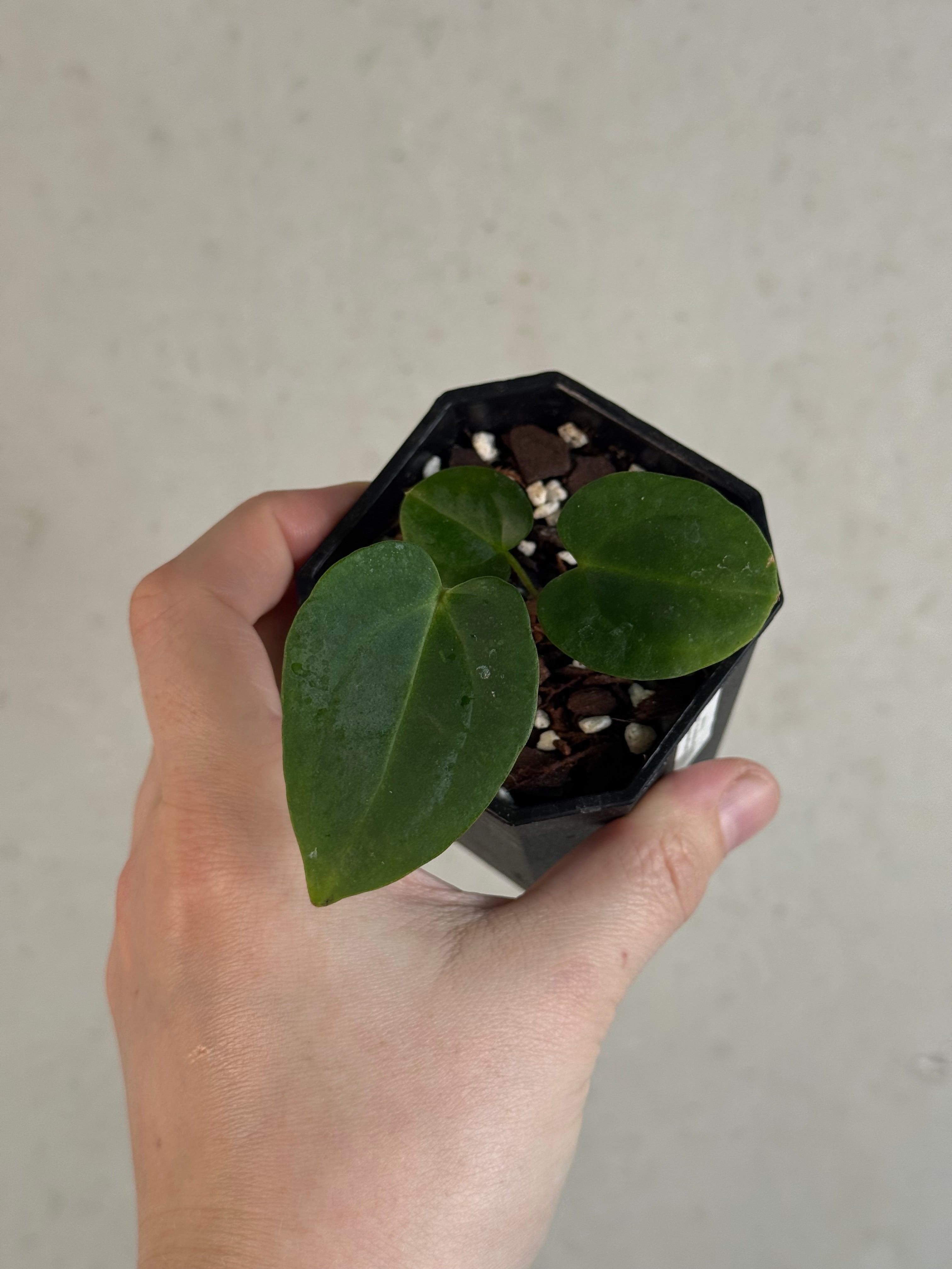 Anthurium (Dressleri F2 x Carlablackiae 'Amanda') x Carlablackiae ('Round' x GPH-001)