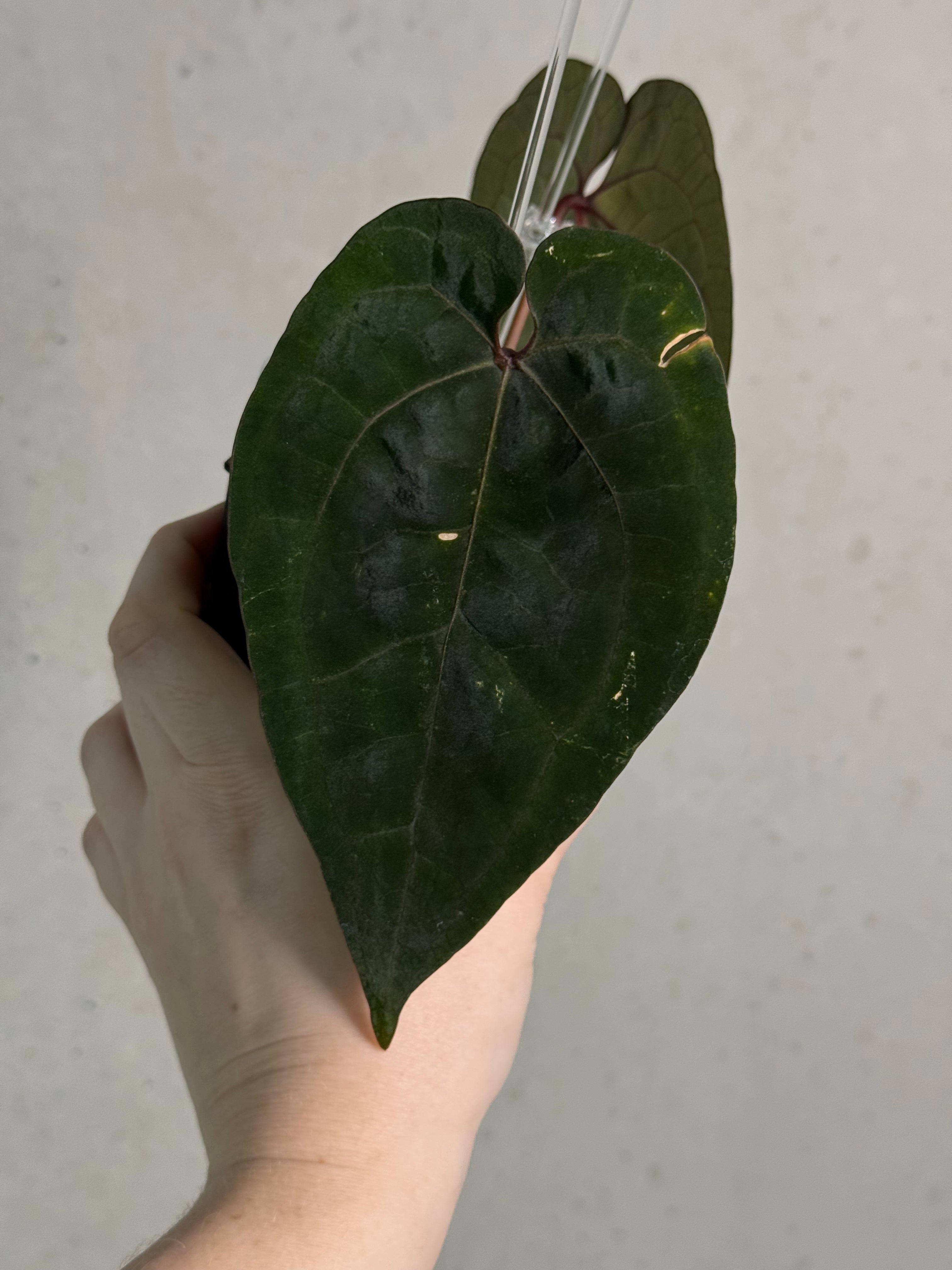 Anthurium Ace Of Spades Dark Form F1 (SKG) - Clone - SMUKHI