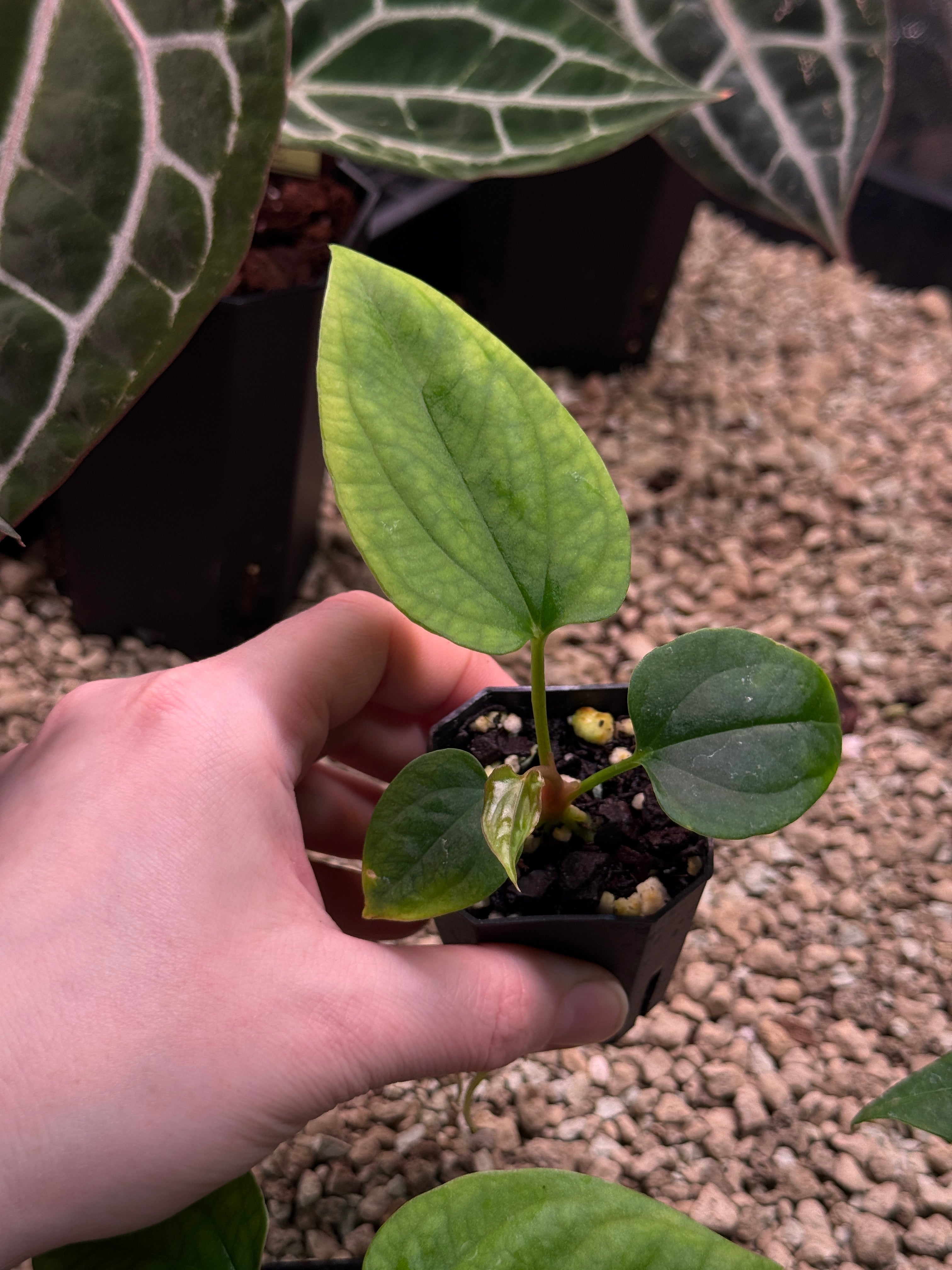 Anthurium Mr. Worldwide x Debile