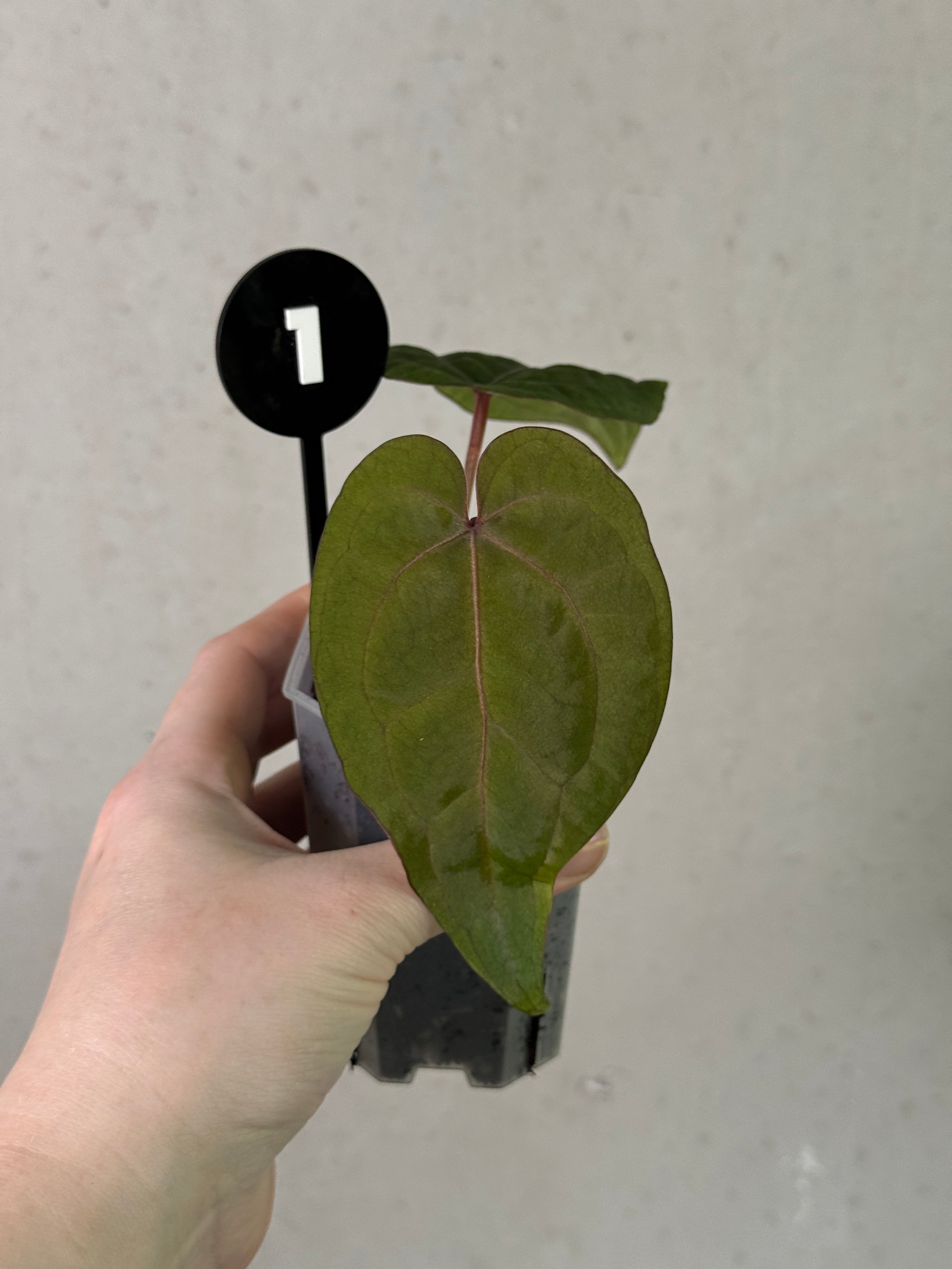 Anthurium Ace of Spades F1 plant by Crystallinaminum, showcasing glossy dark green leaves and striking spade-shaped purple flowers.