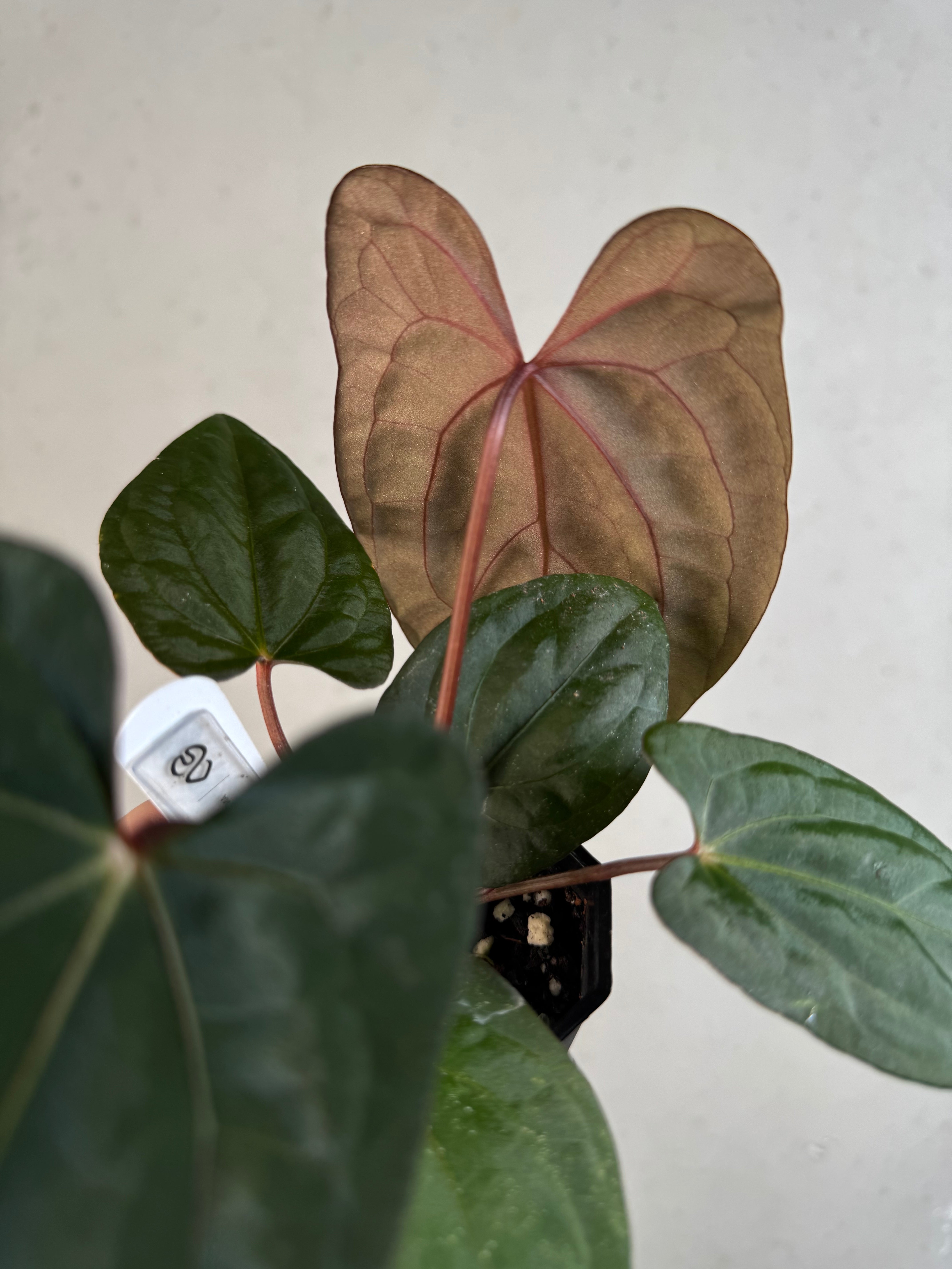 Anthurium ‘Sherpa’ (Dark Phoenix x RVDP) - Clone