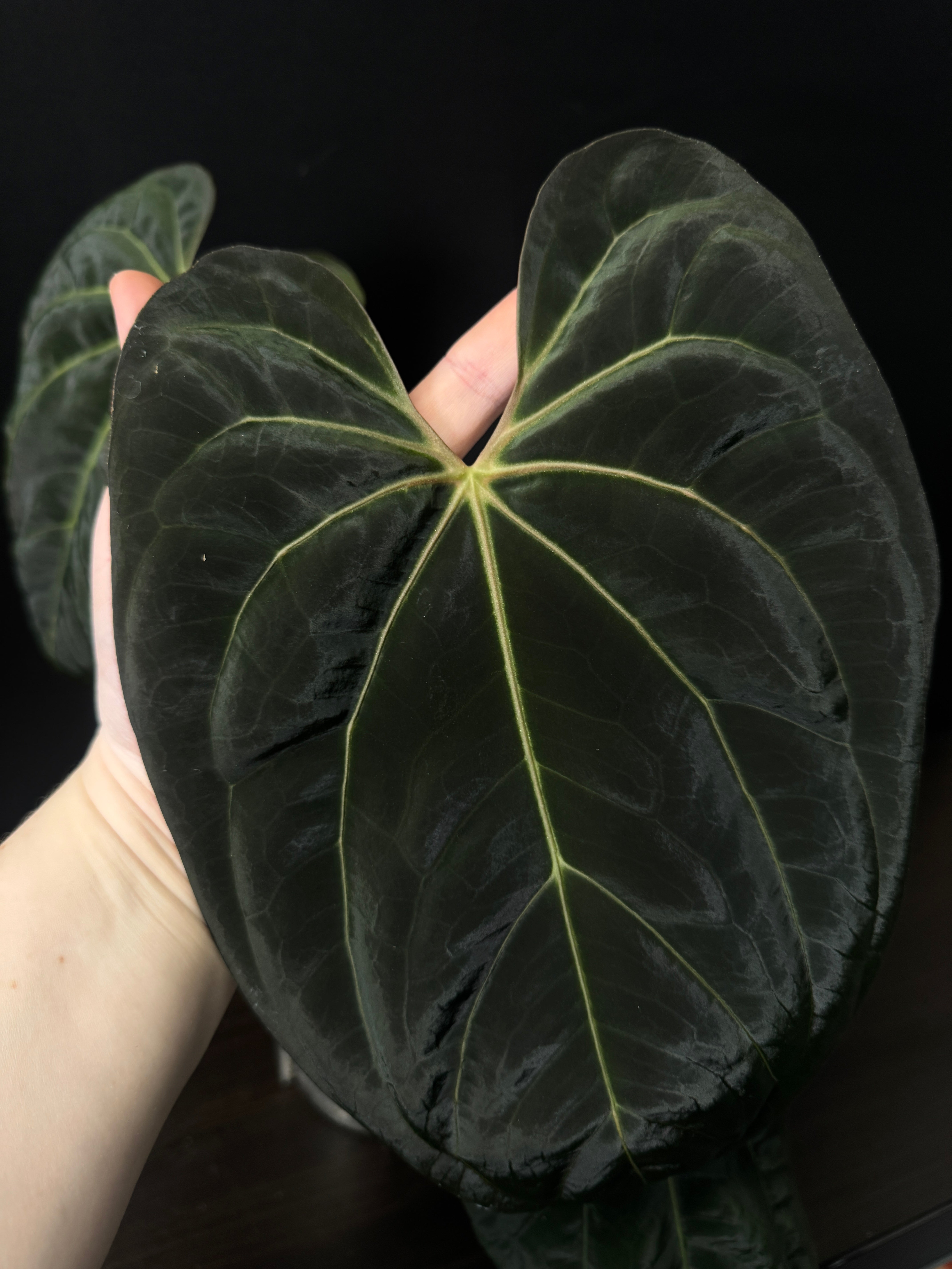 Anthurium Papillilaminum 'Lunox'