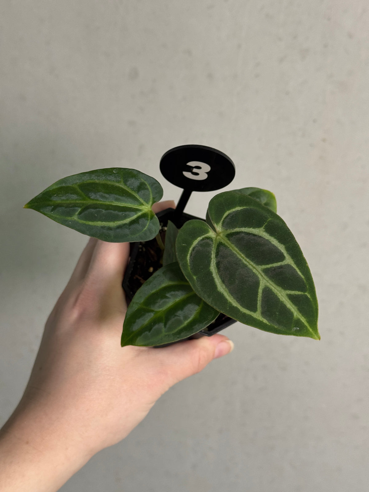 Anthurium Carlablackiae ex WU x RA10 plant with dark glossy leaves and vibrant red spathes, displayed in a pot.