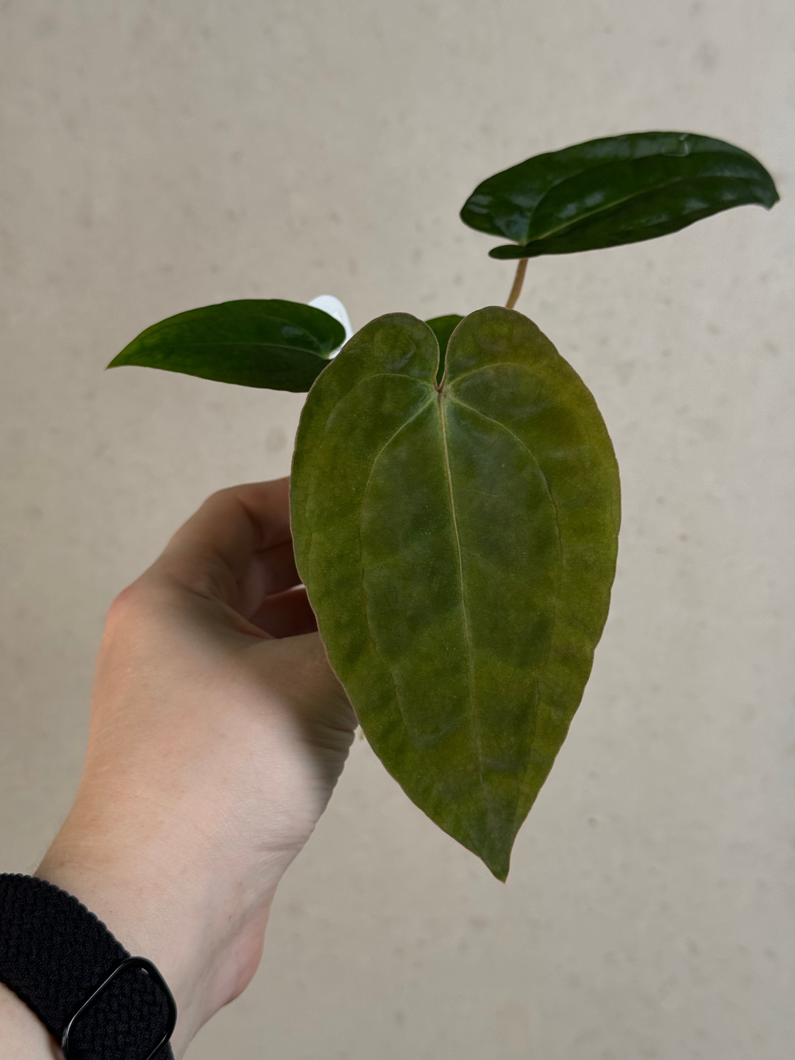Anthurium Michelle x Papillilaminum ‘Guna Yala’