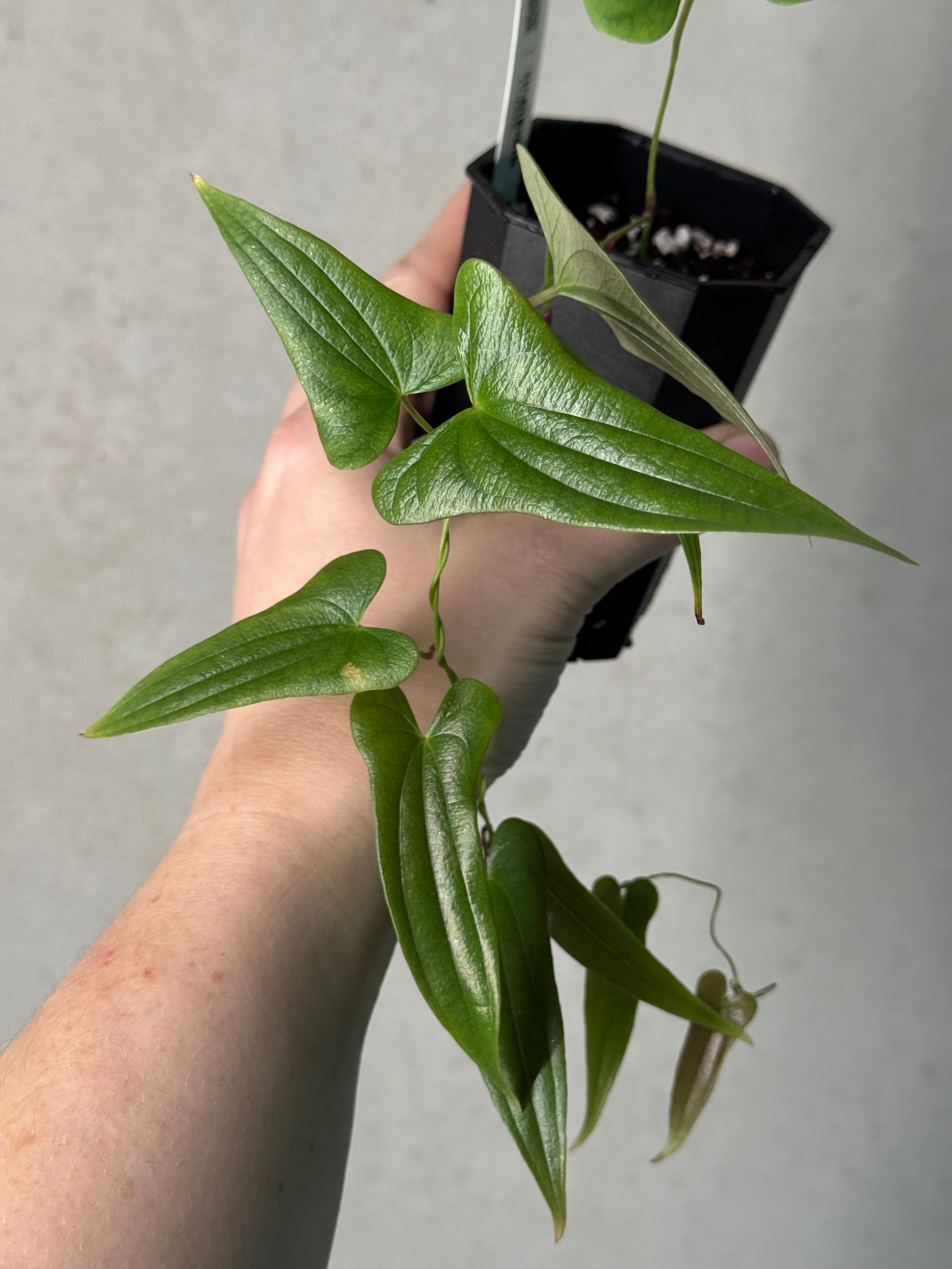 Dioscorea 'Narrow Leaf'