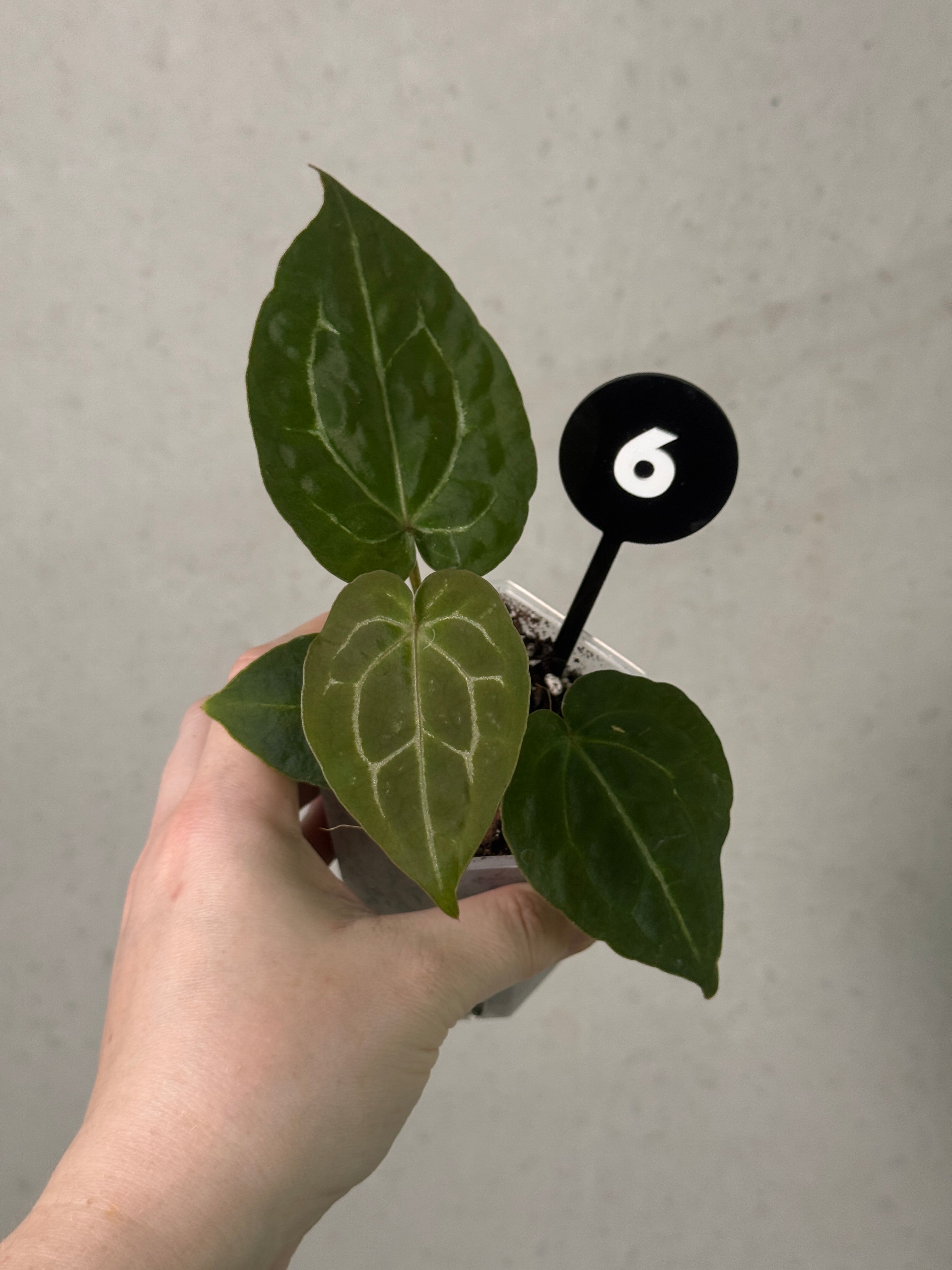 Anthurium Michelle x Forgetii plant by Jordy's Aroids with vibrant green leaves and distinctive foliage, displayed in a pot.
