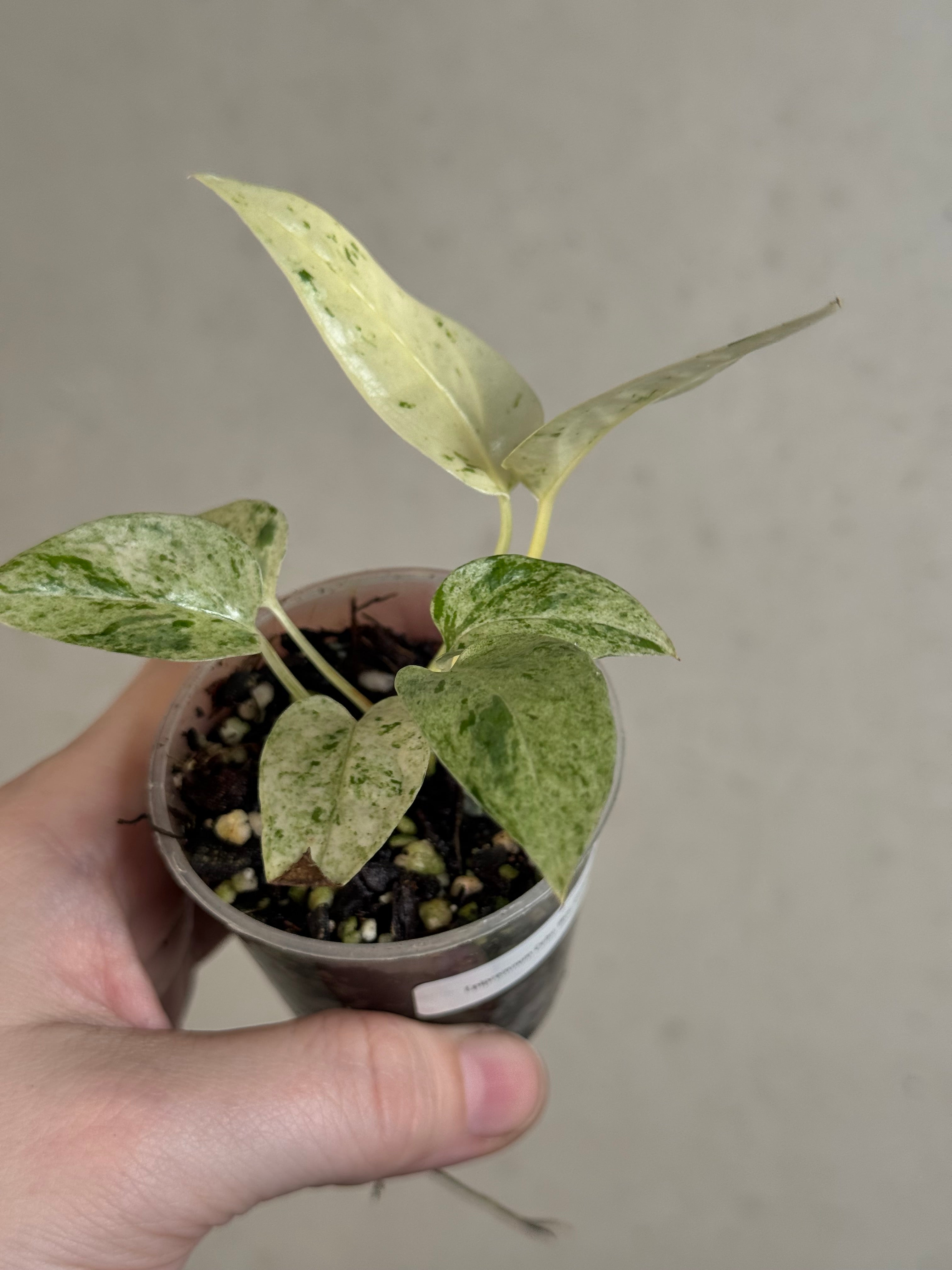 Epipremnum Cebu Blue variegata